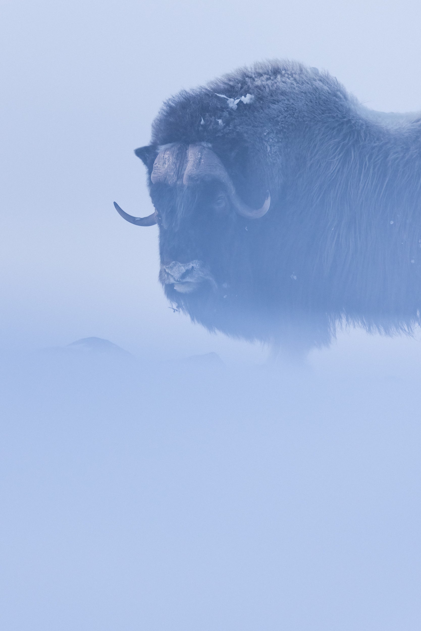 Musk Ox - Winter 062