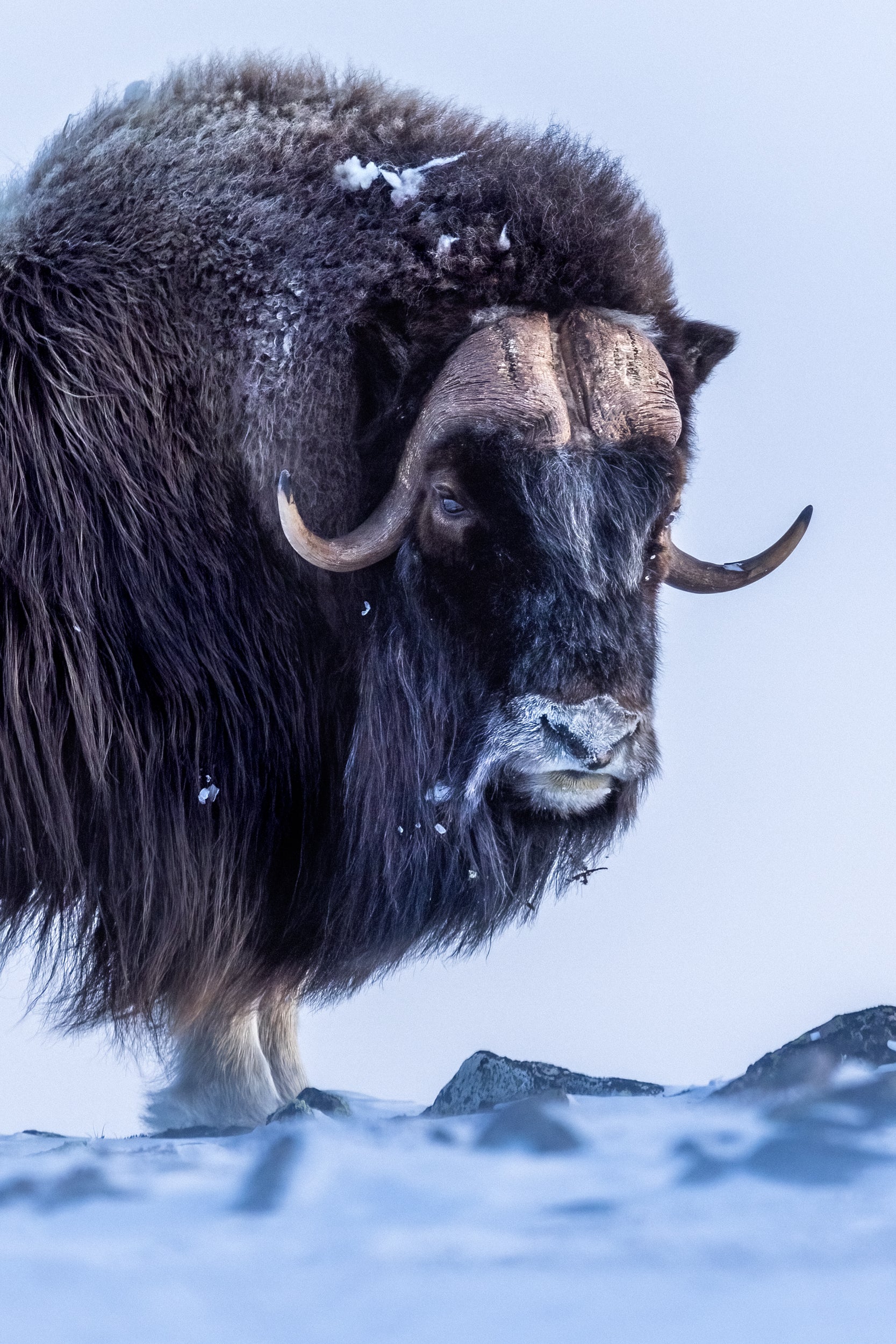 Musk Ox - Winter 063