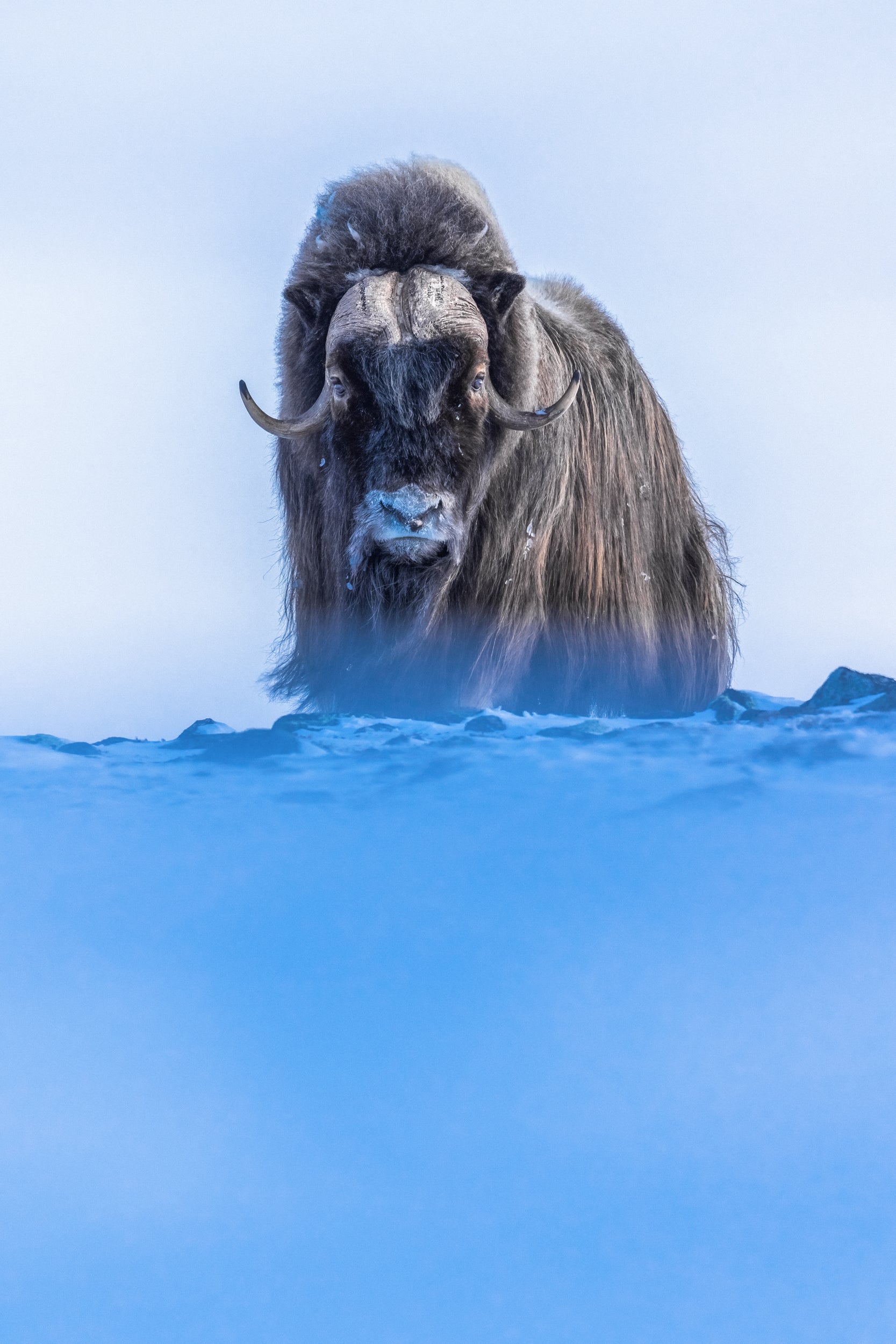 Musk Ox - Winter 065