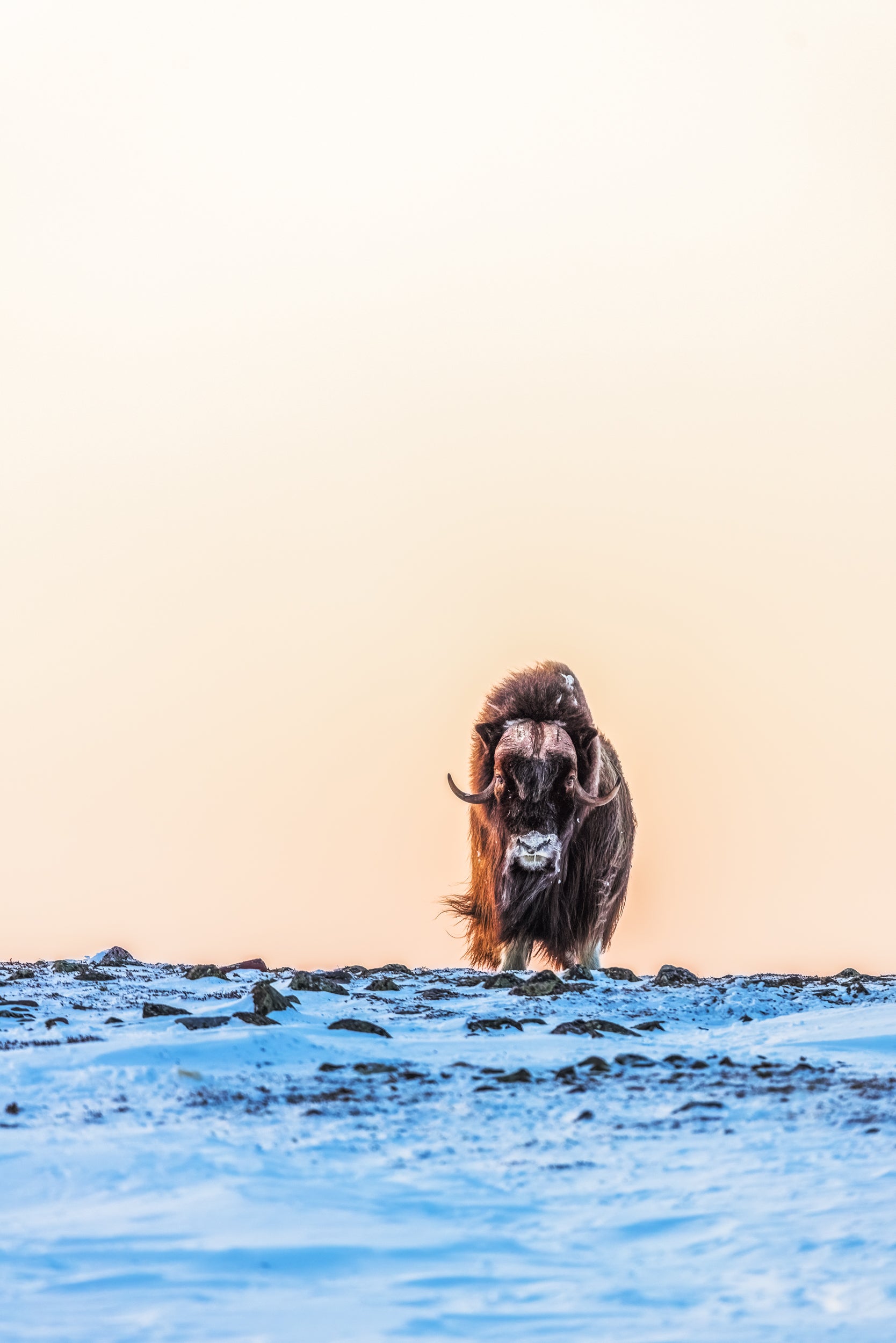 Musk Ox - Winter 066