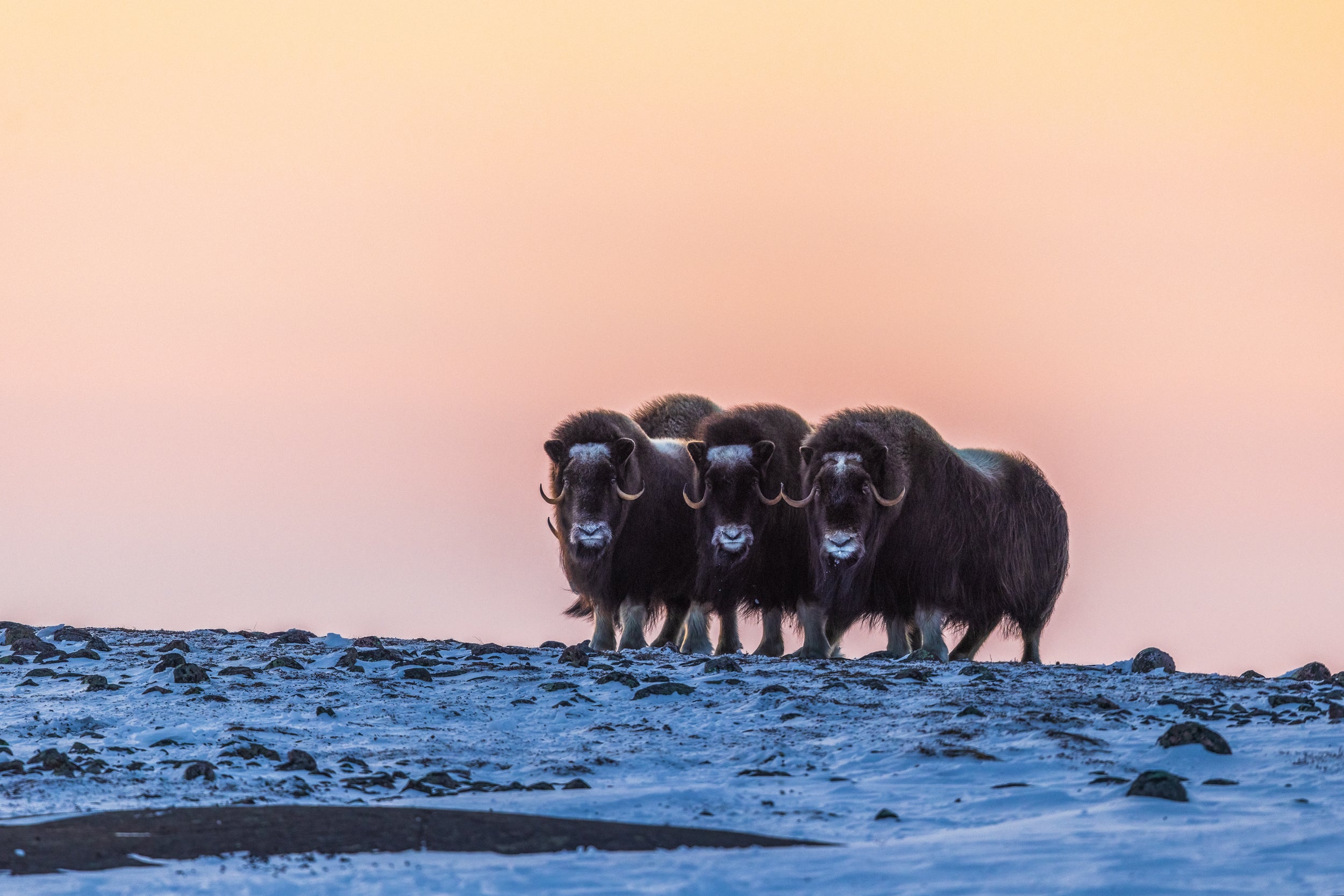 Musk Ox - Winter 067