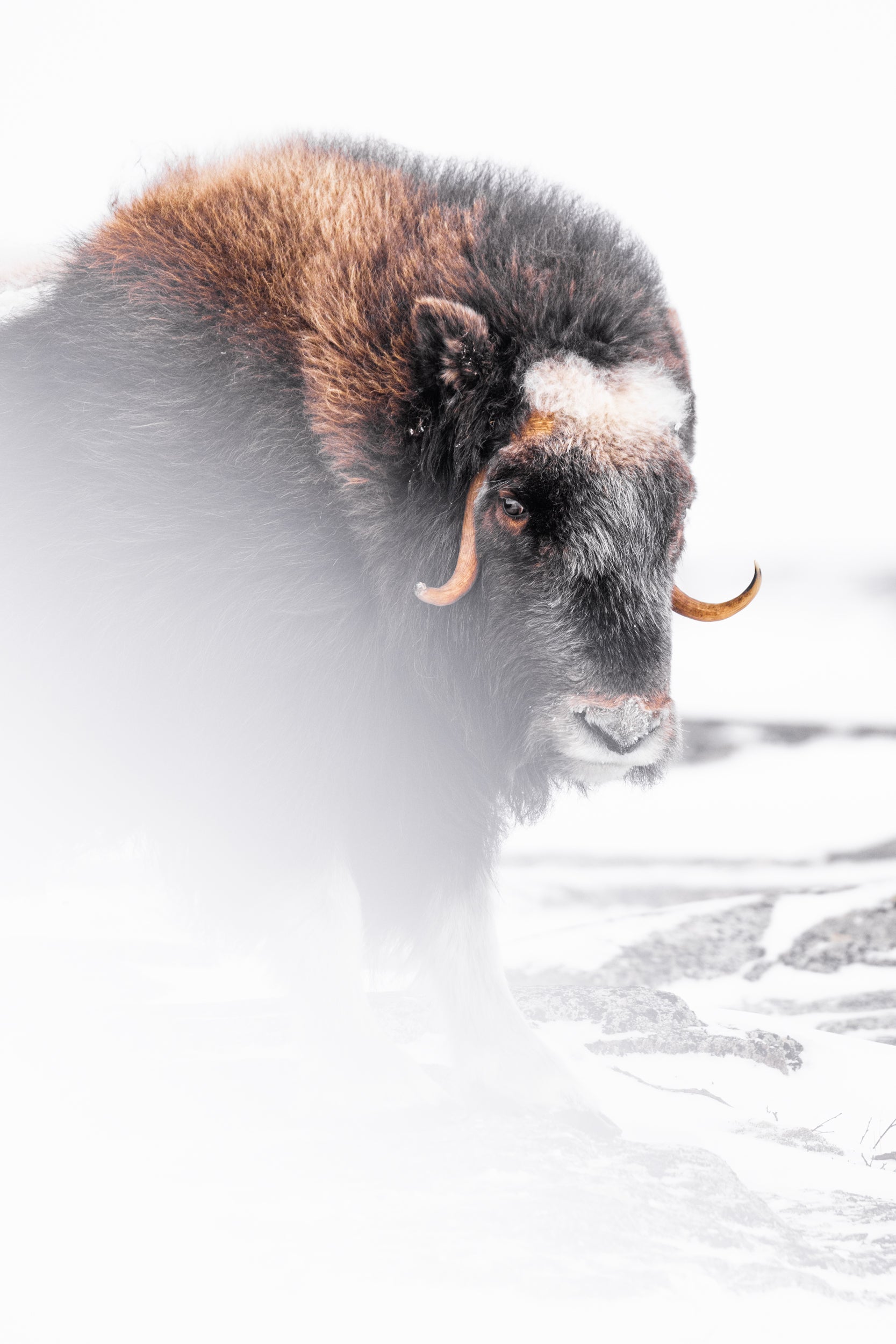 Musk Ox - Winter 069
