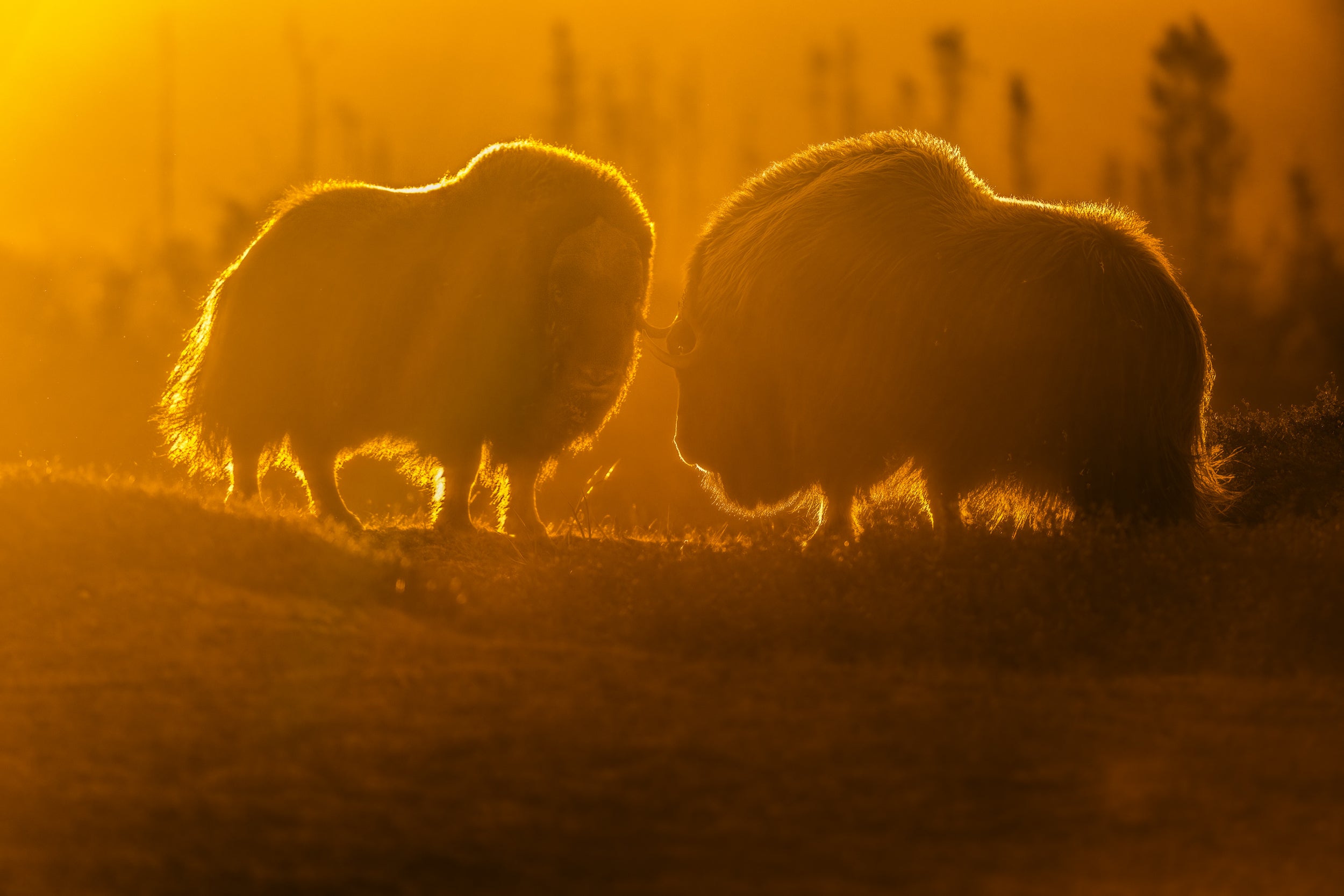 Musk Ox - Summer 001