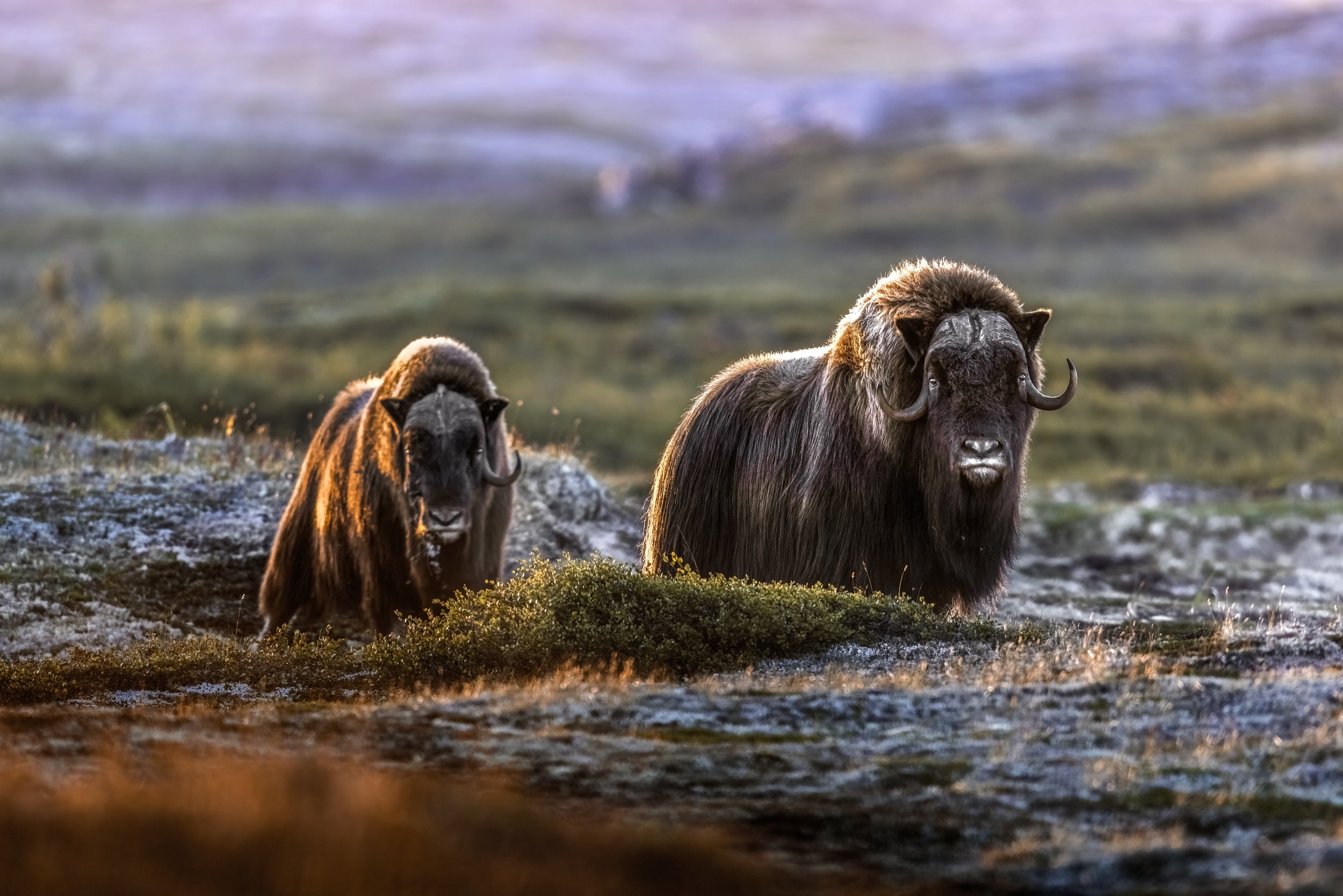 Musk Ox - Summer 002