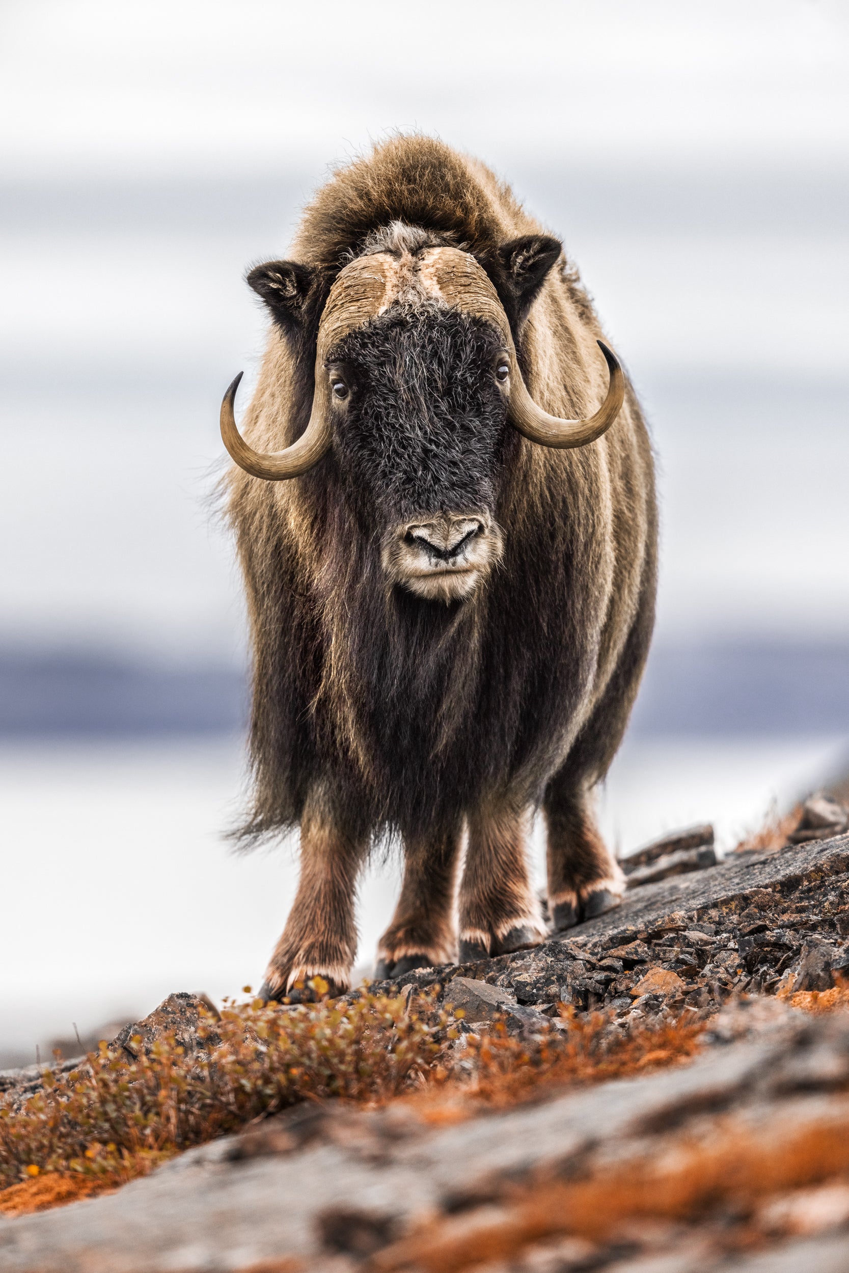 Musk Ox - Summer 004