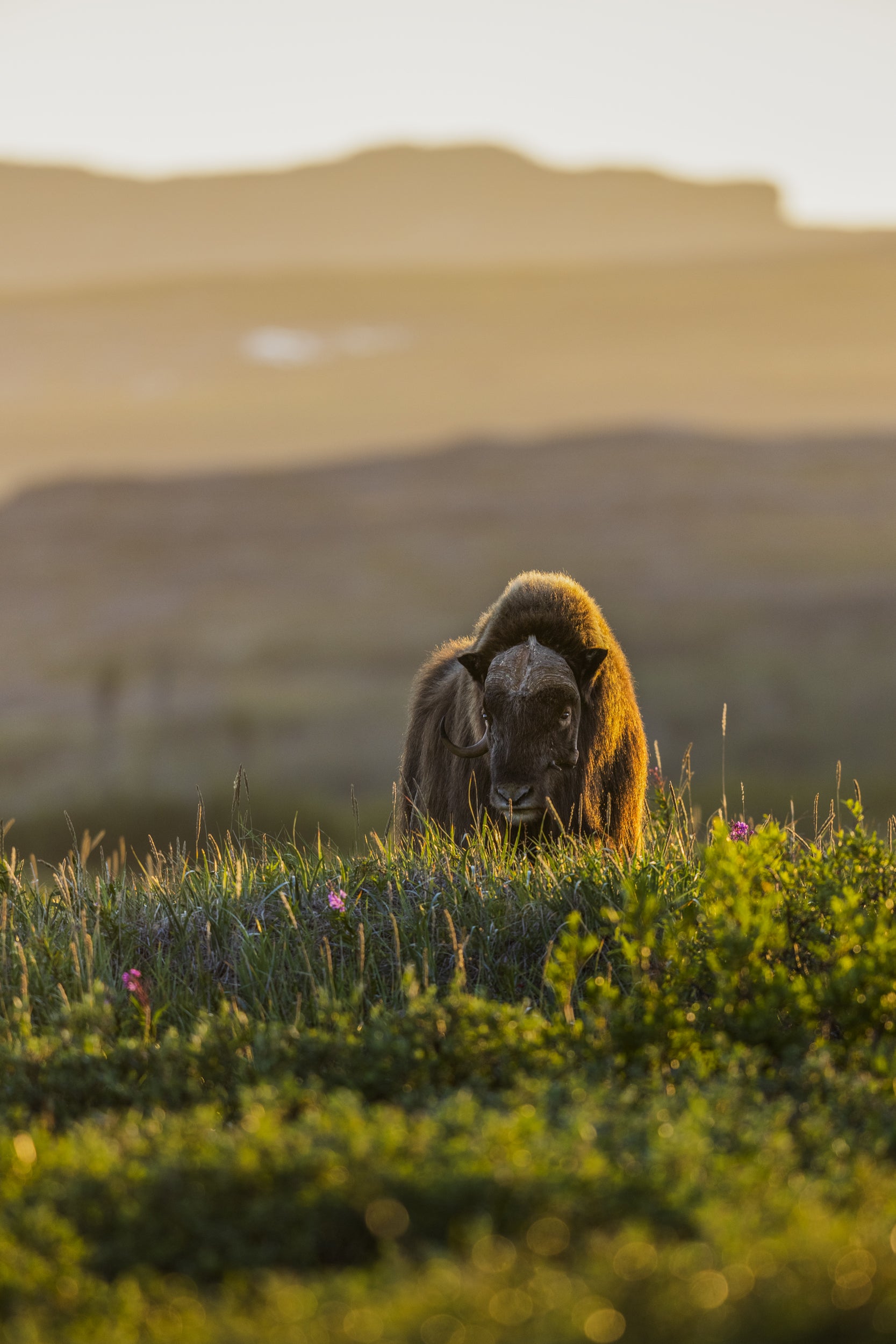 Musk Ox - Summer 008