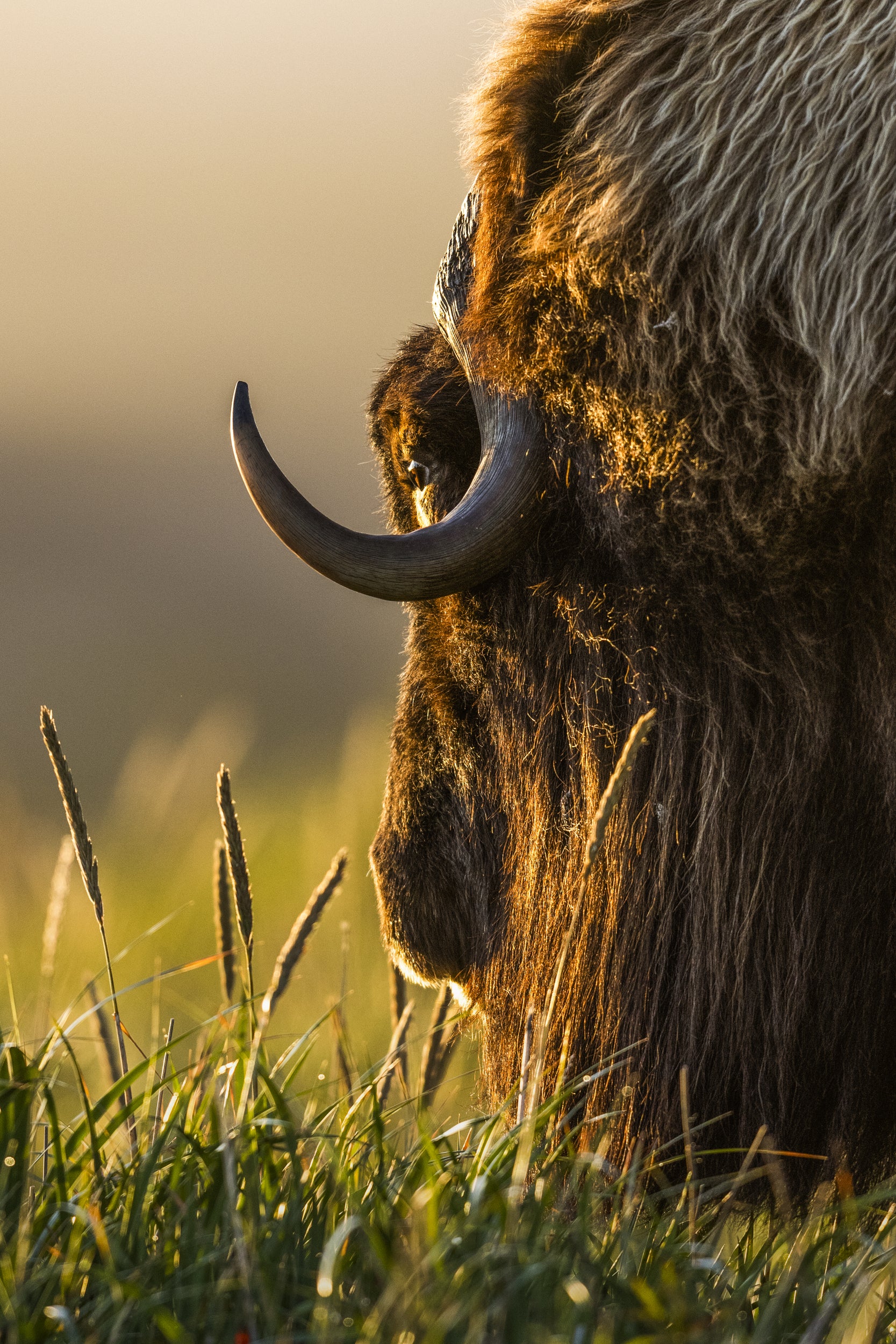 Musk Ox - Summer 010