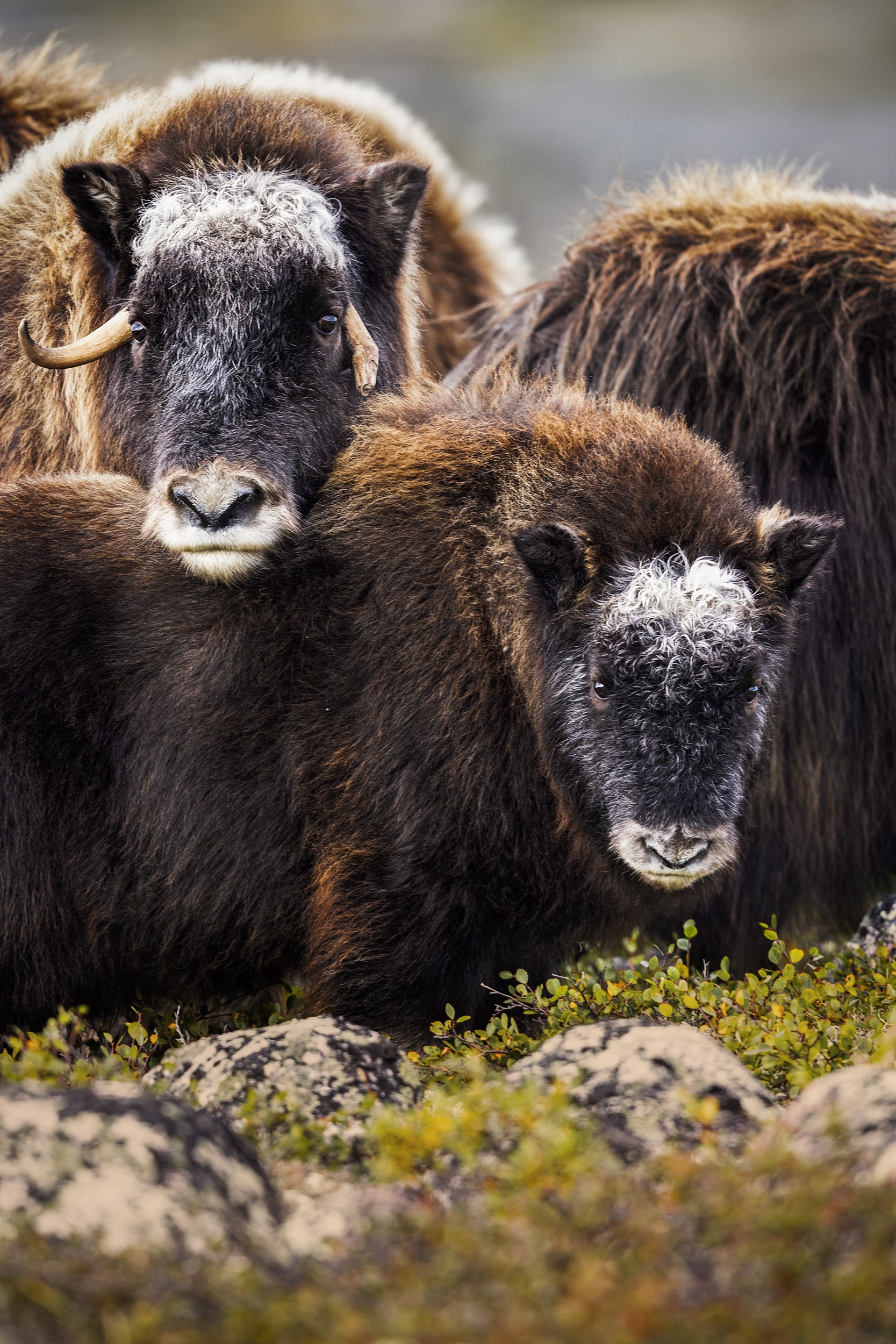 Musk Ox - Summer 013