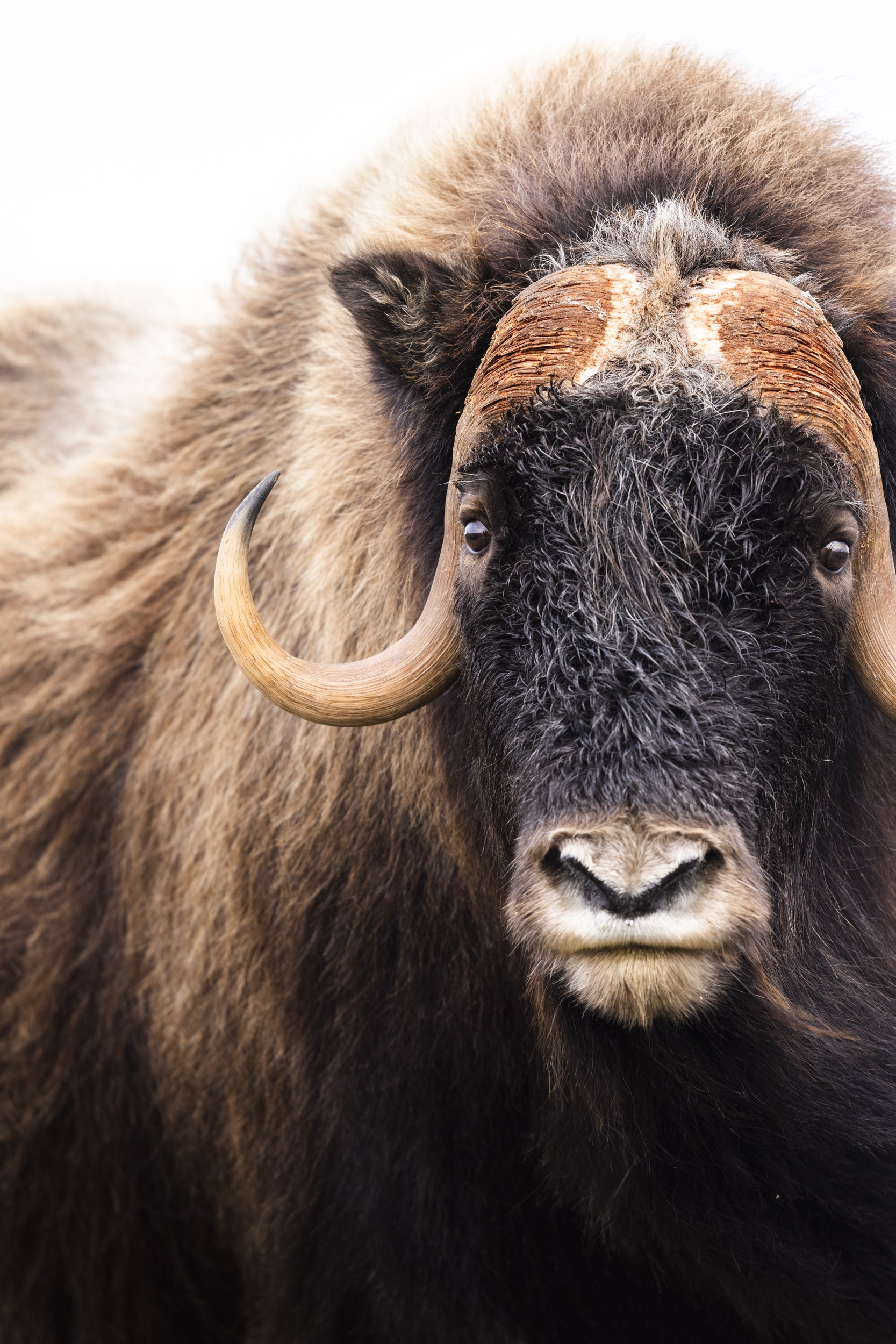 Musk Ox - Summer 015