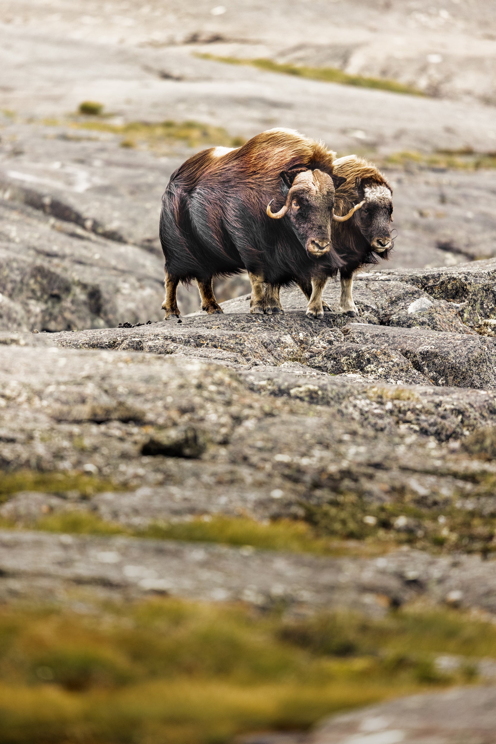 Musk Ox - Summer 020