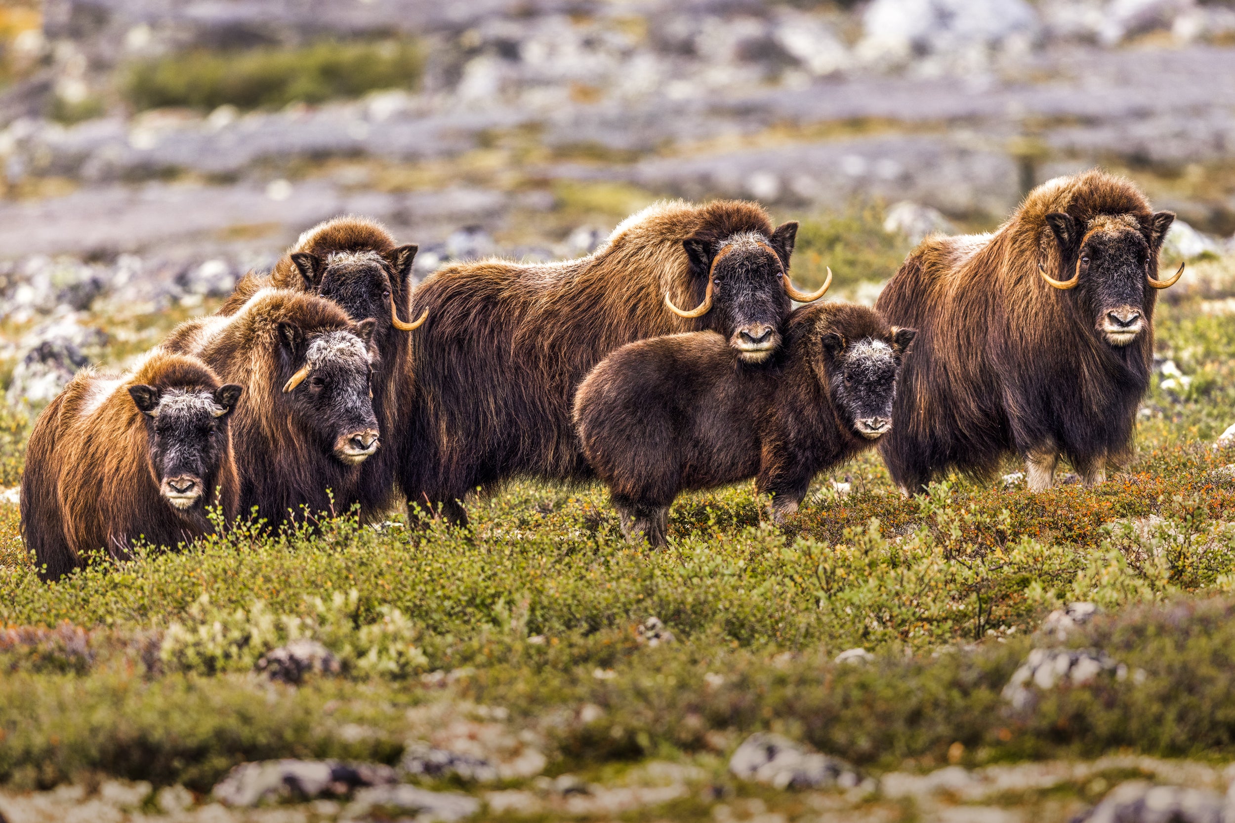 Musk Ox - Summer 032