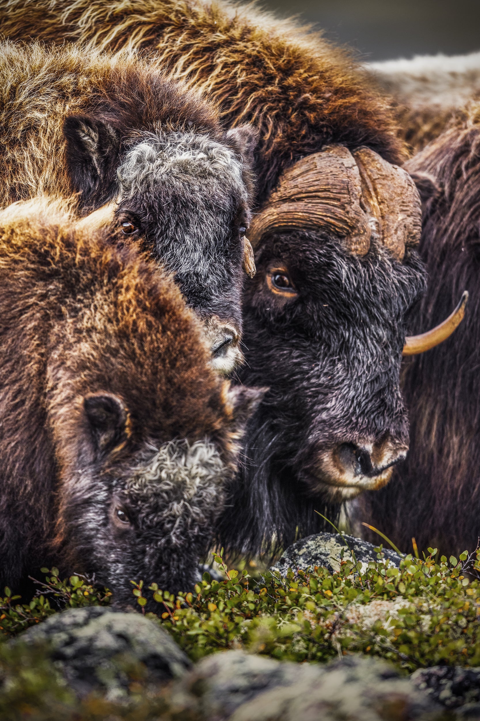 Musk Ox - Summer 033