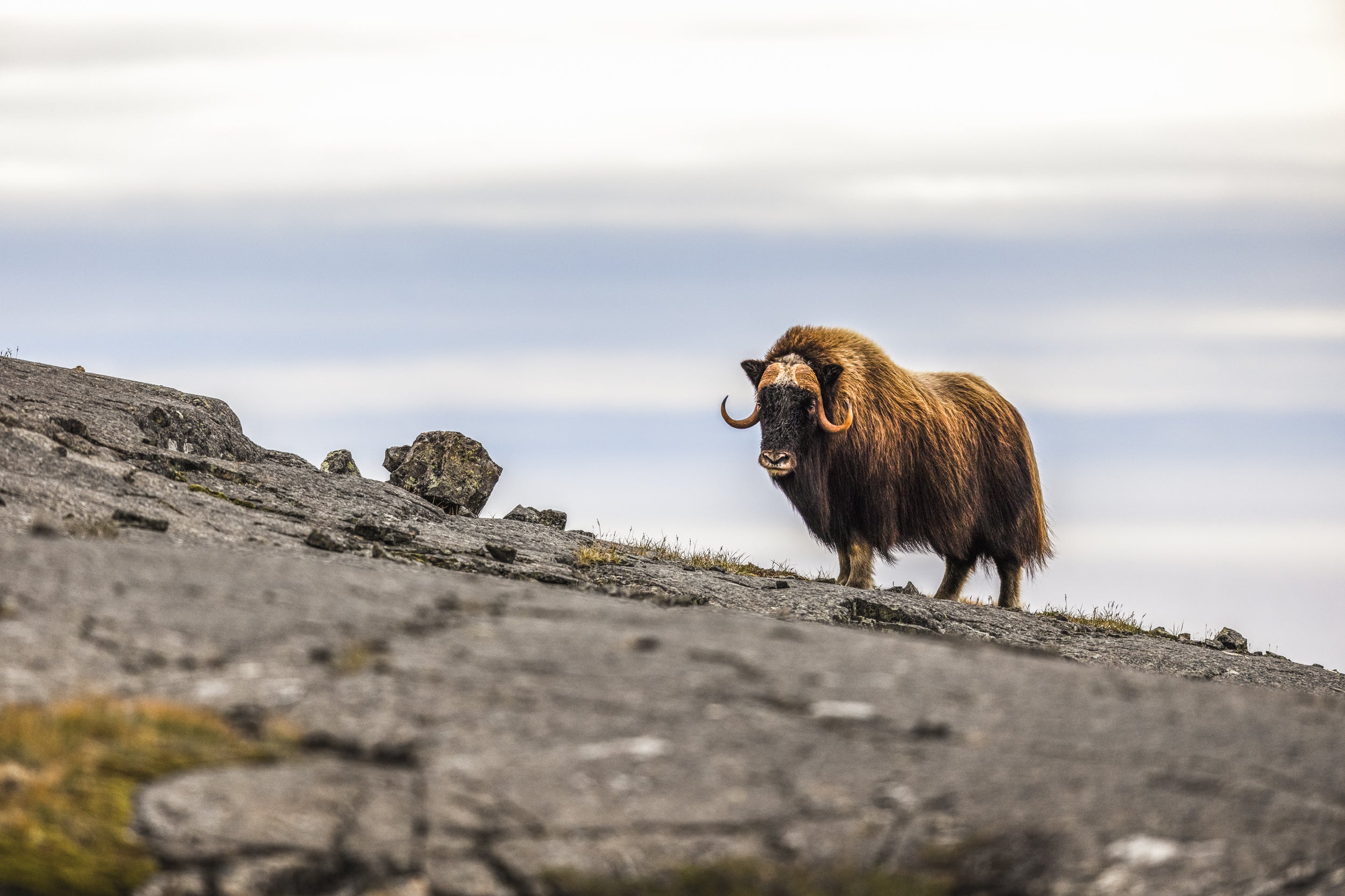 Musk Ox - Summer 035