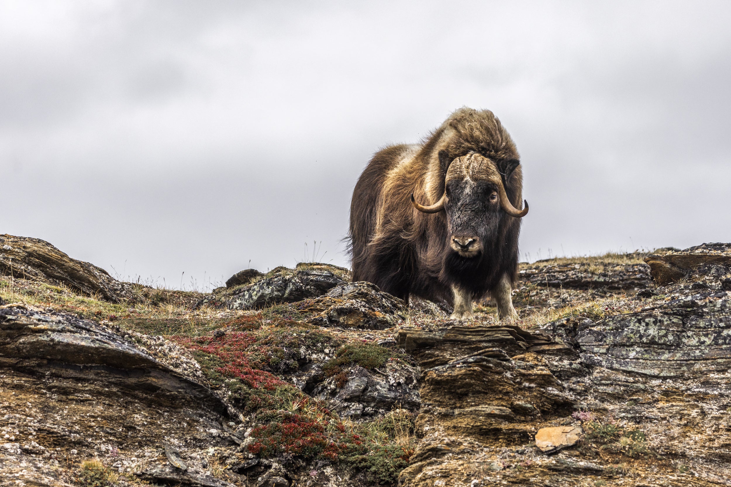 Musk Ox - Summer 050