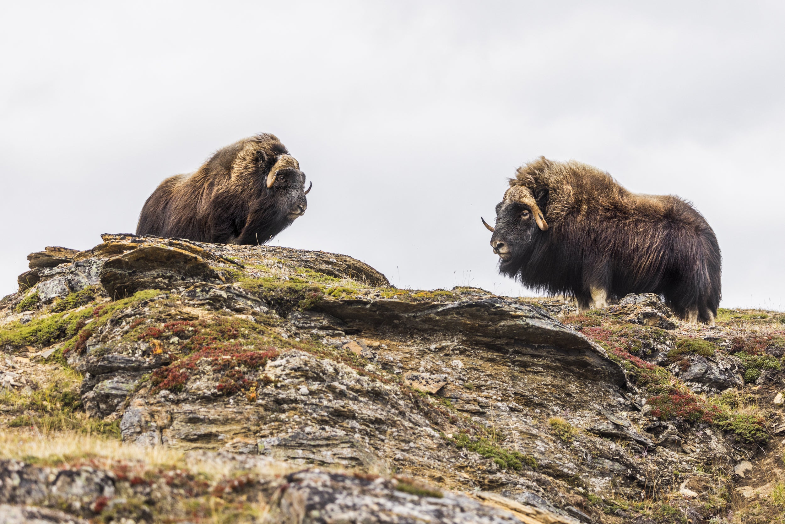Musk Ox - Summer 051