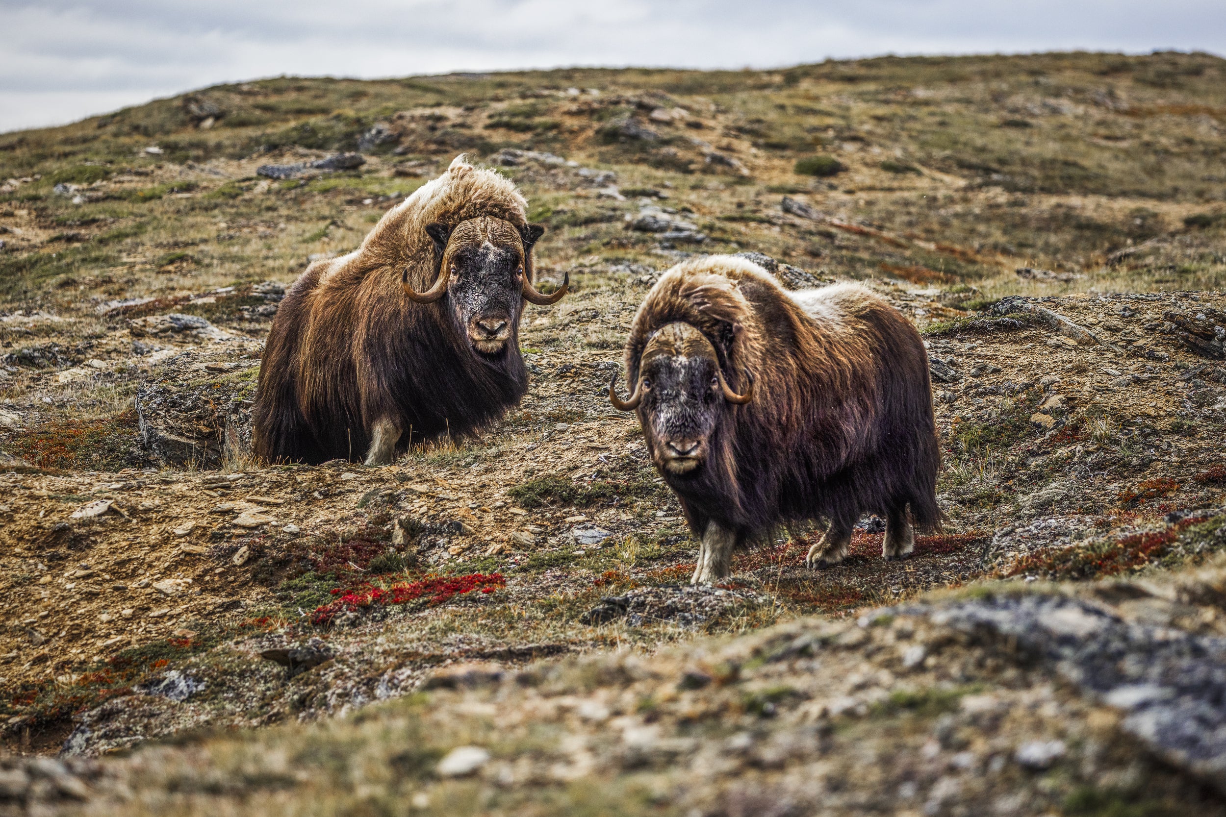 Musk Ox - Summer 056