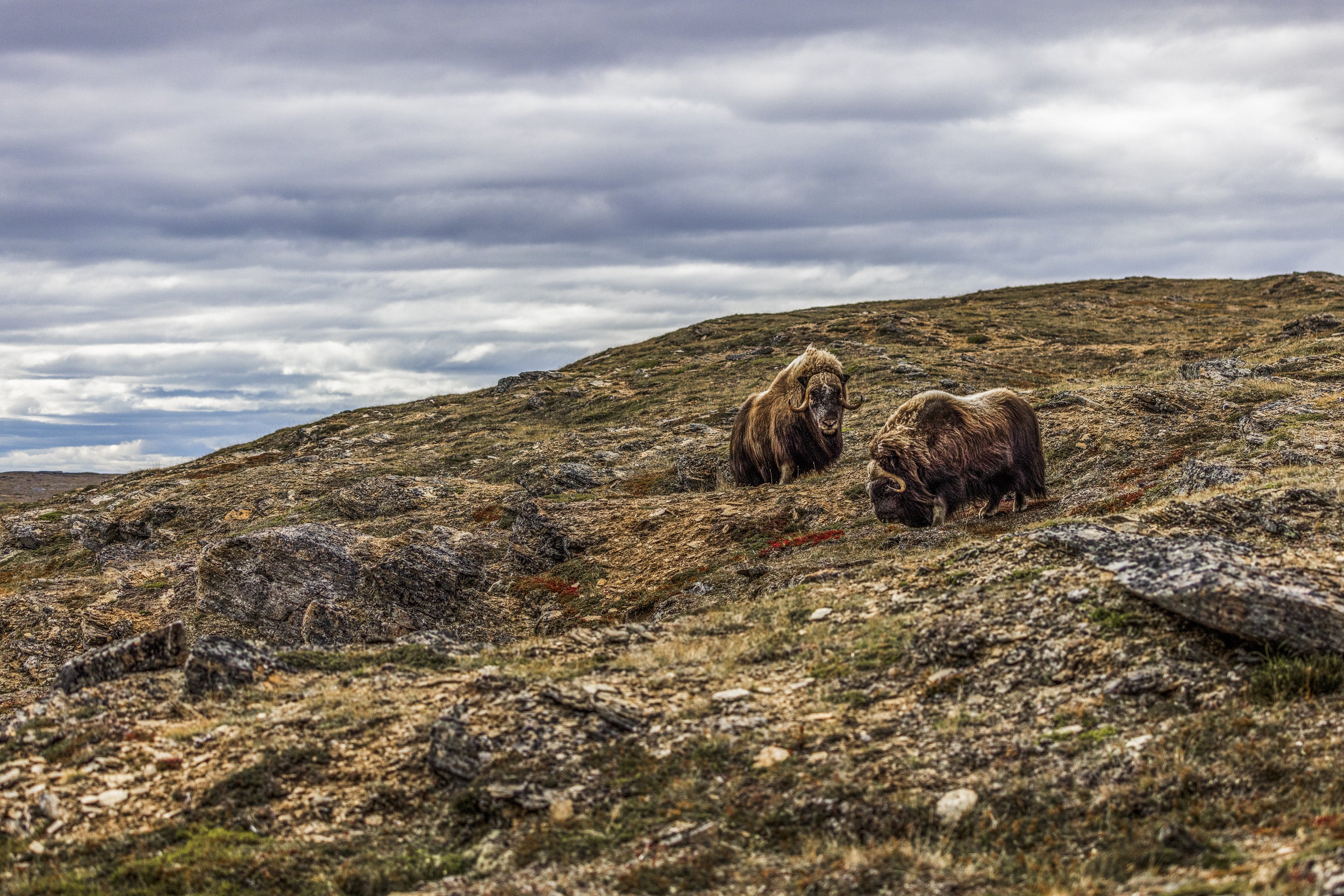 Musk Ox - Summer 057