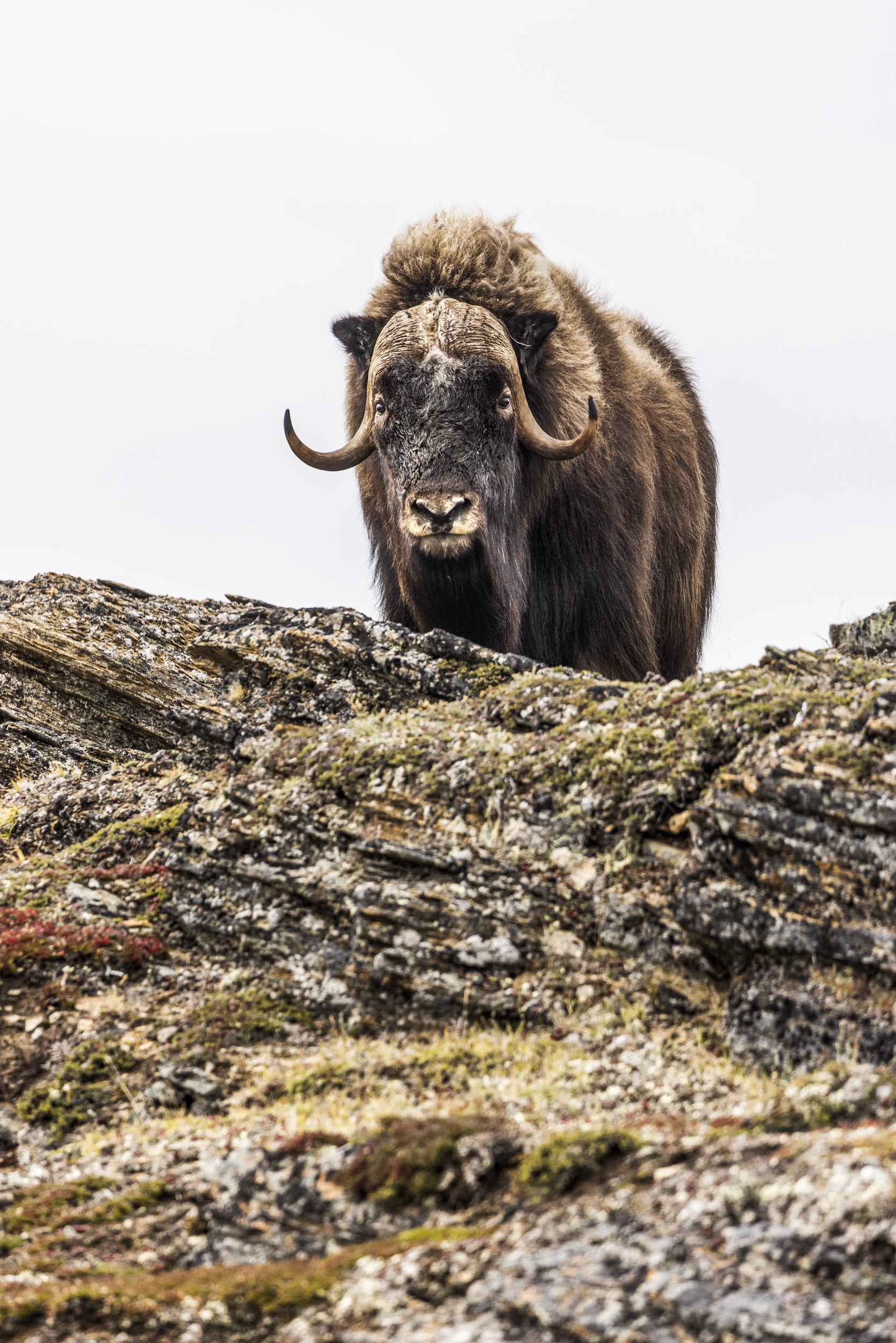 Musk Ox - Summer 060
