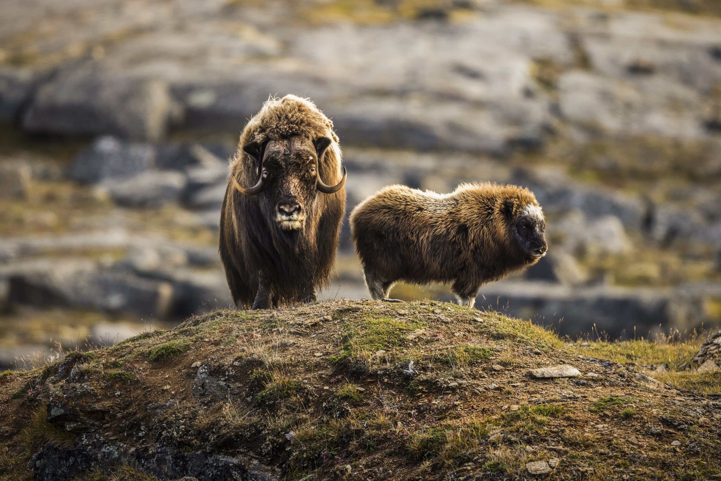 Musk Ox - Summer 064