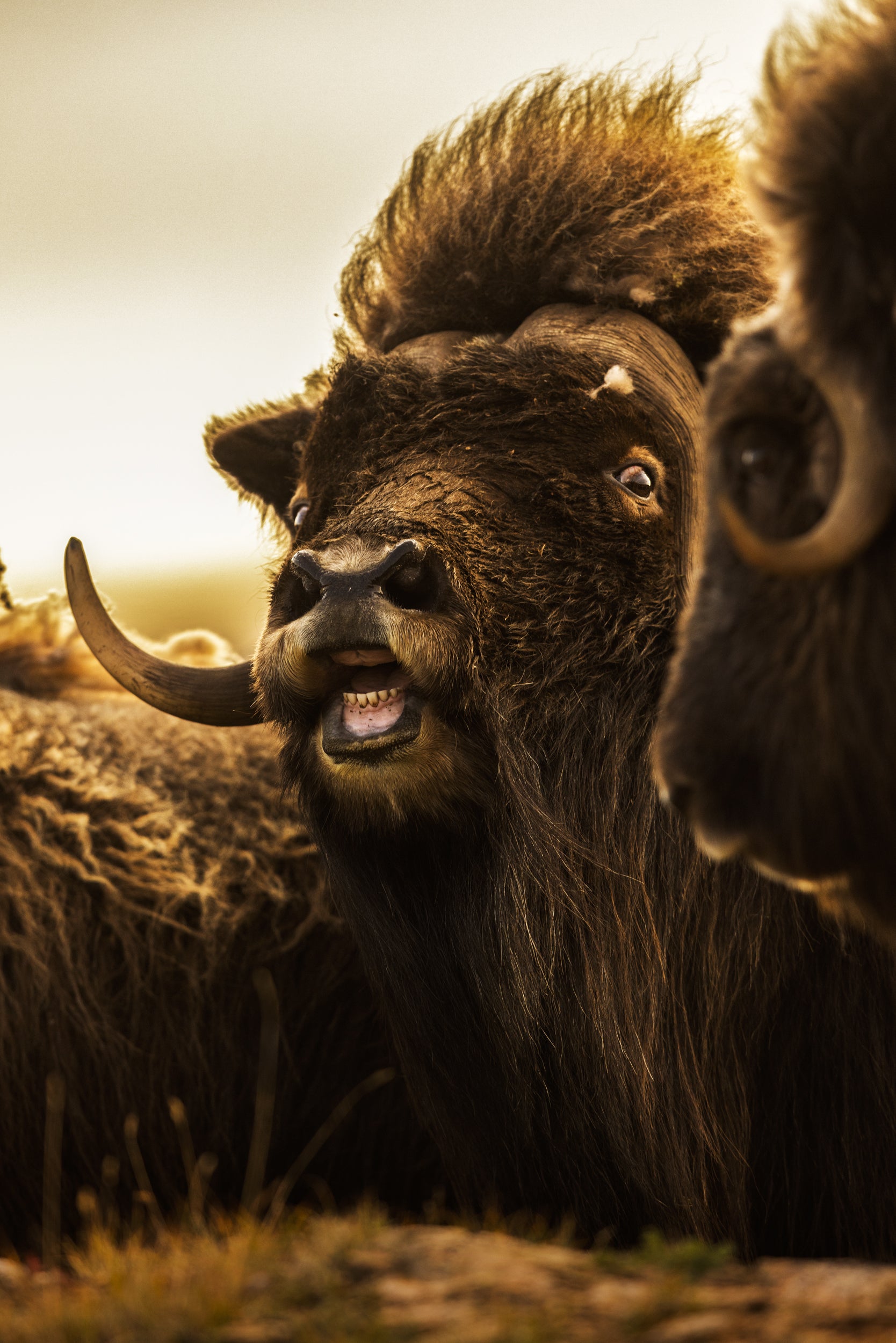 Musk Ox - Summer 068