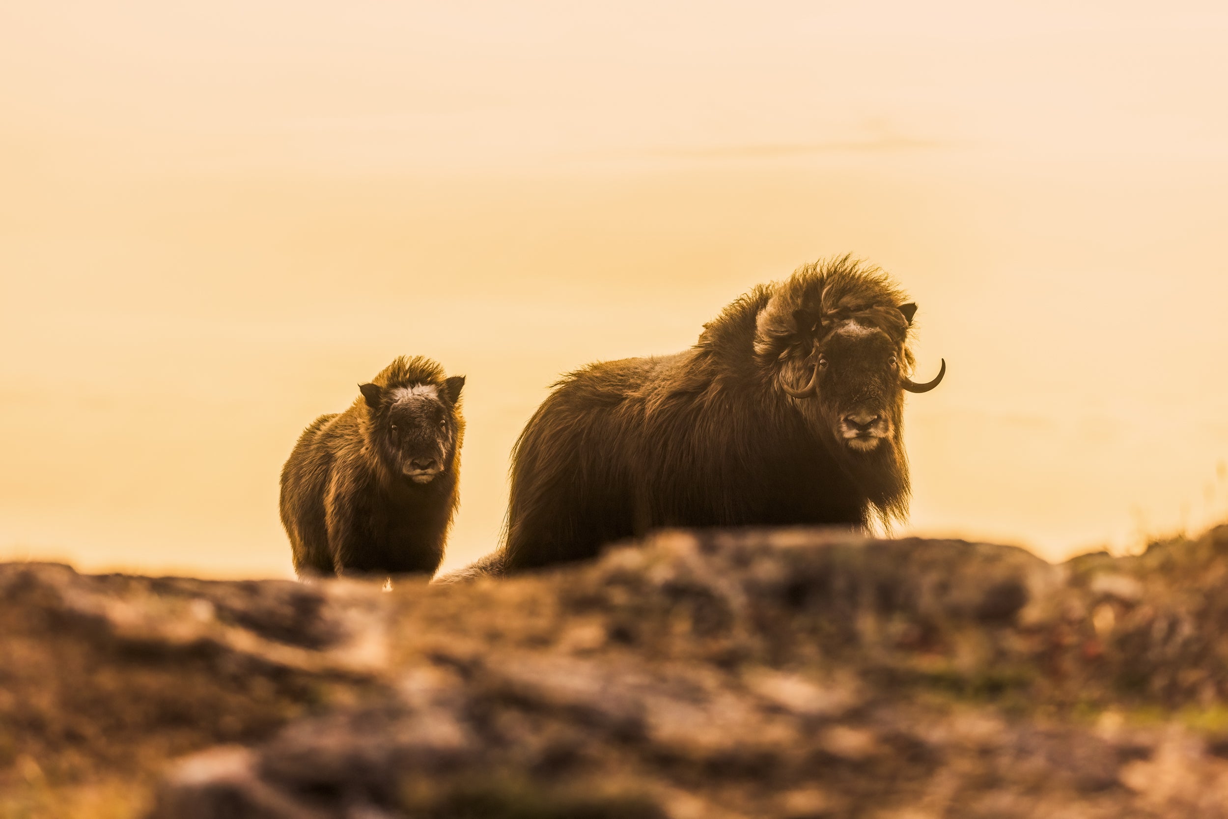 Musk Ox - Summer 069