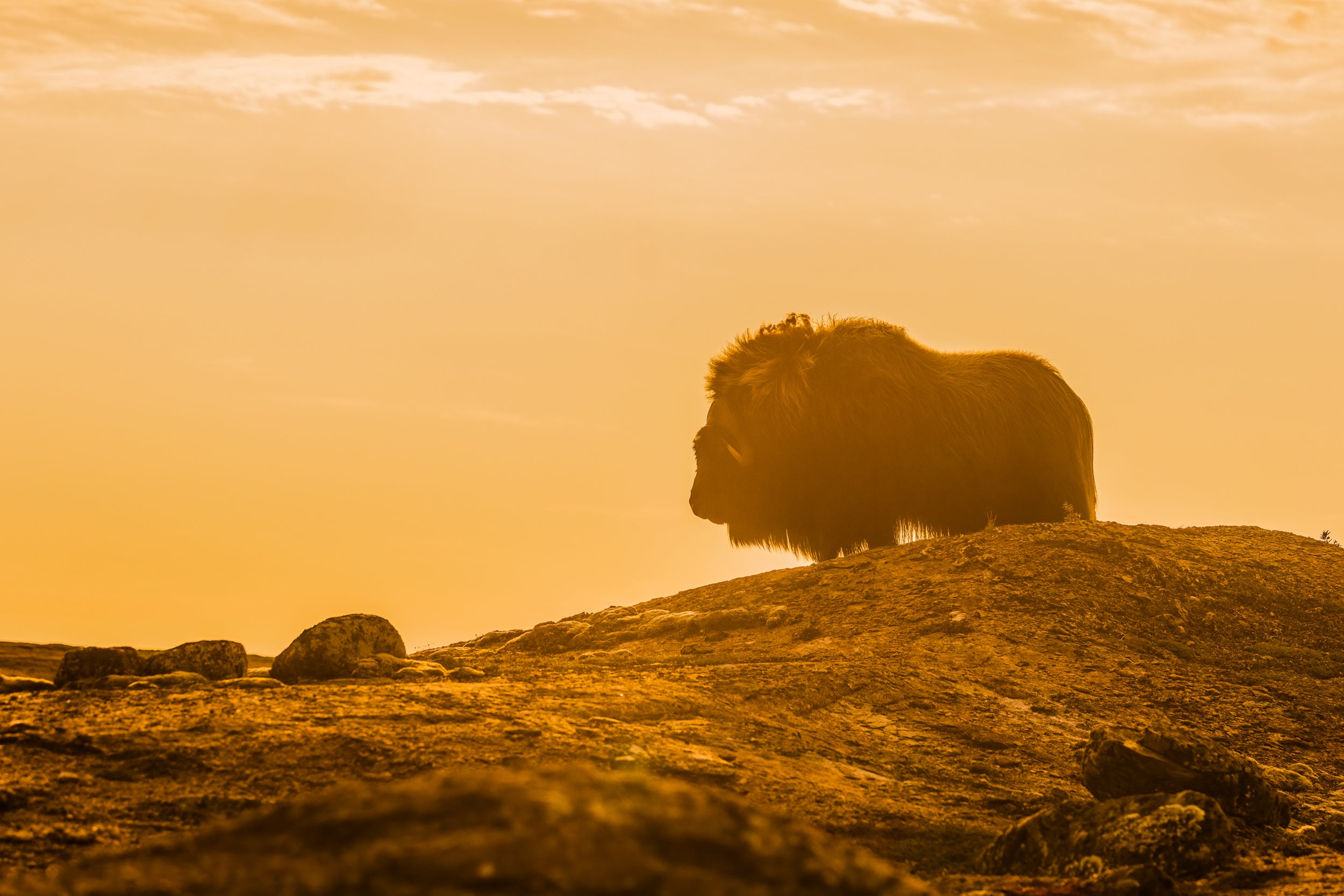 Musk Ox - Summer 071