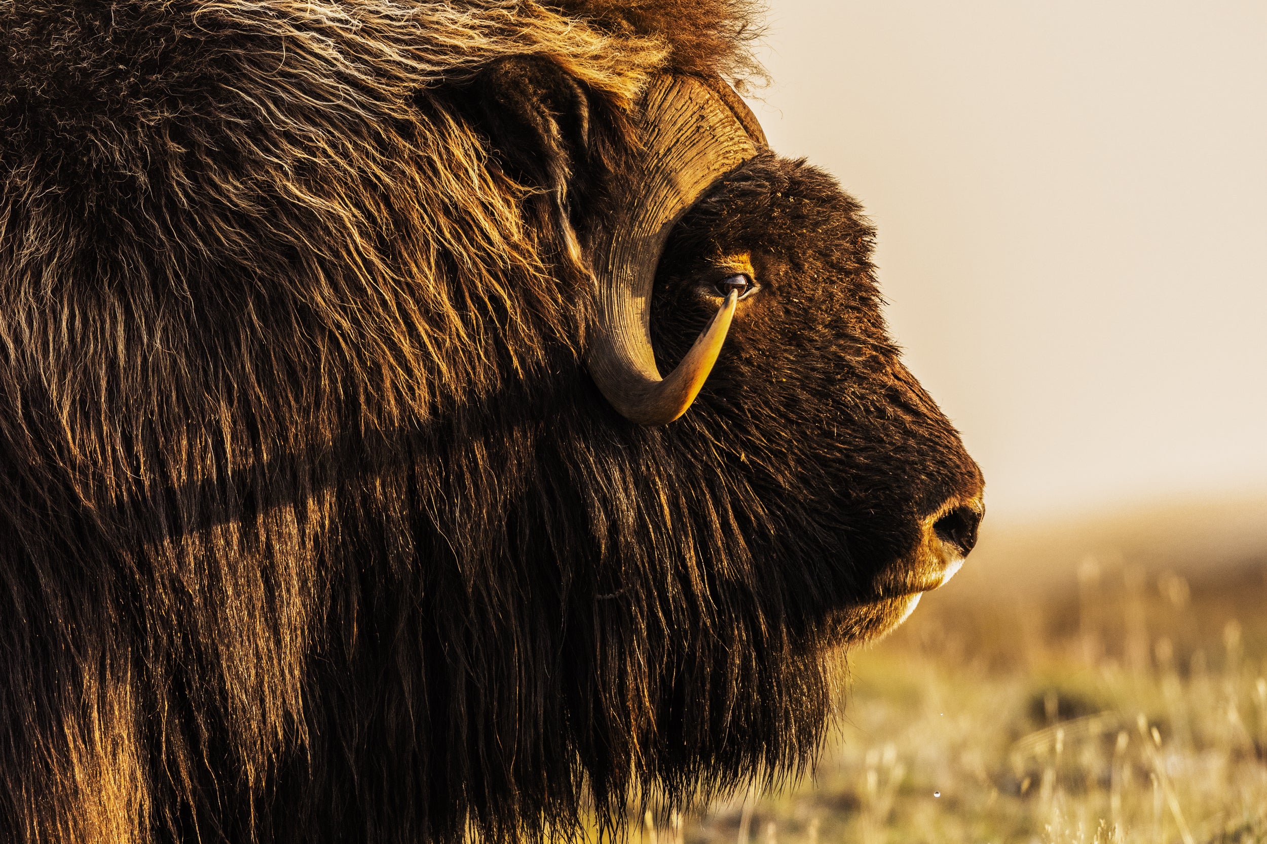 Musk Ox - Summer 076