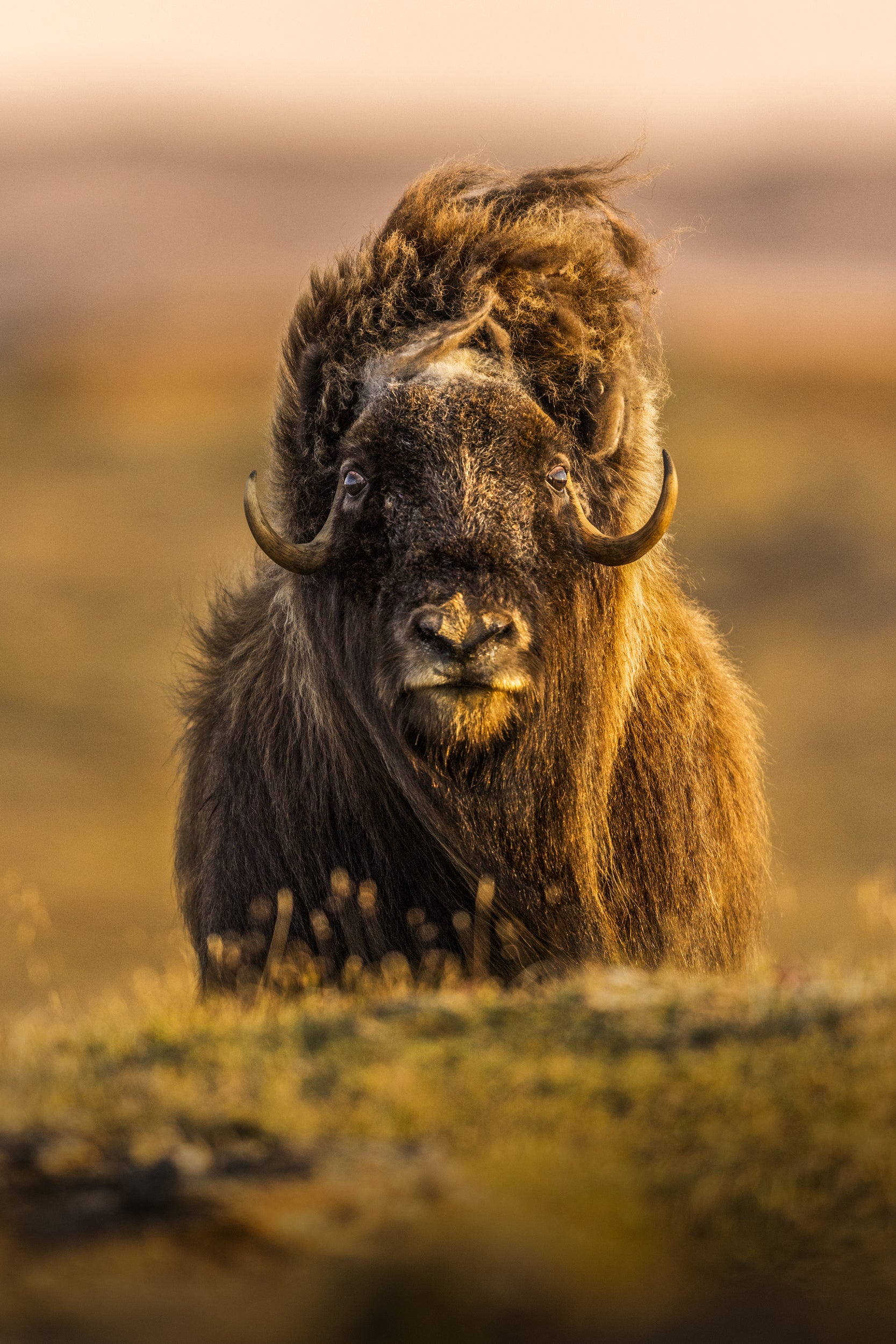 Musk Ox - Summer 078
