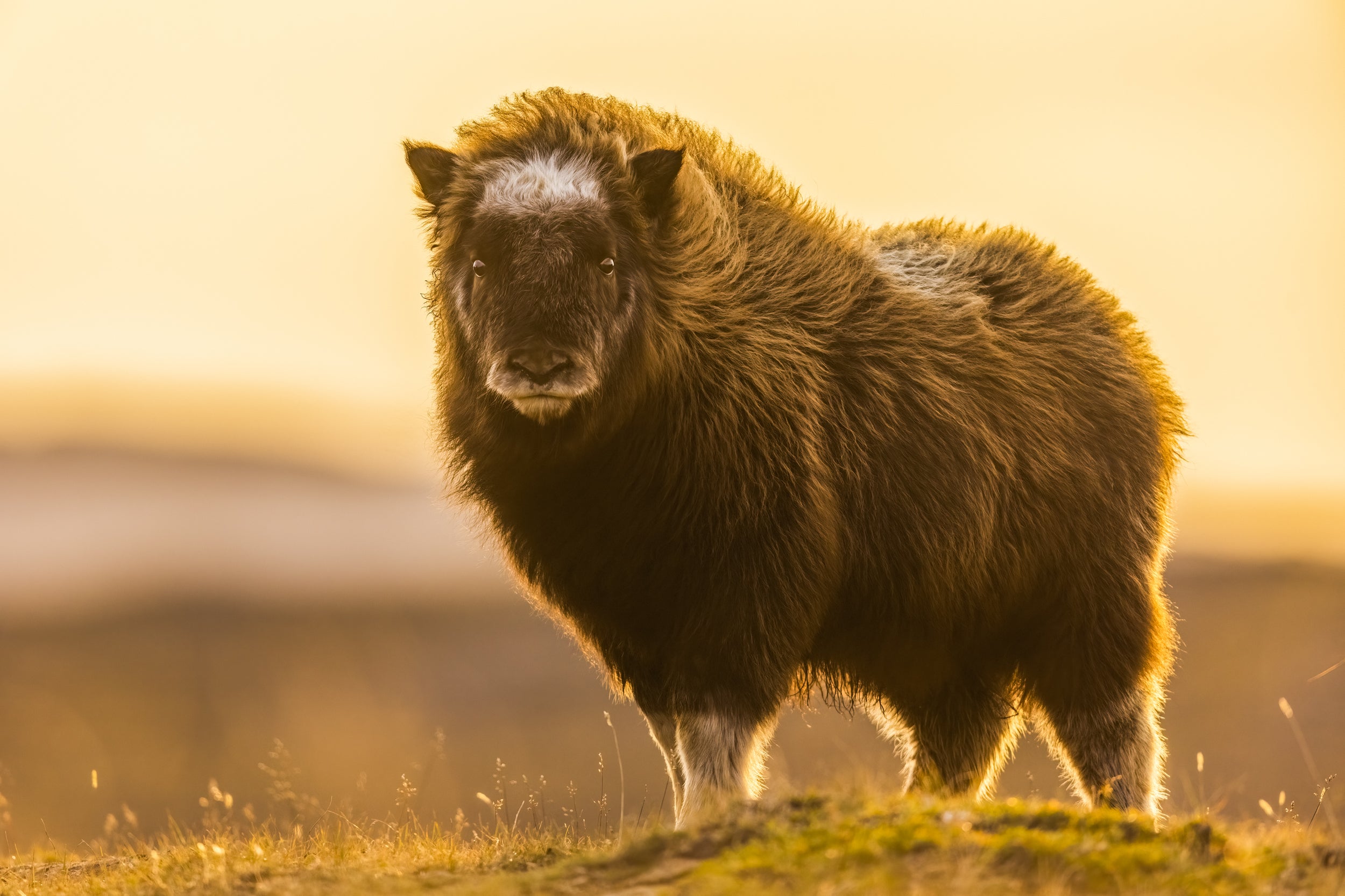 Musk Ox - Summer 082