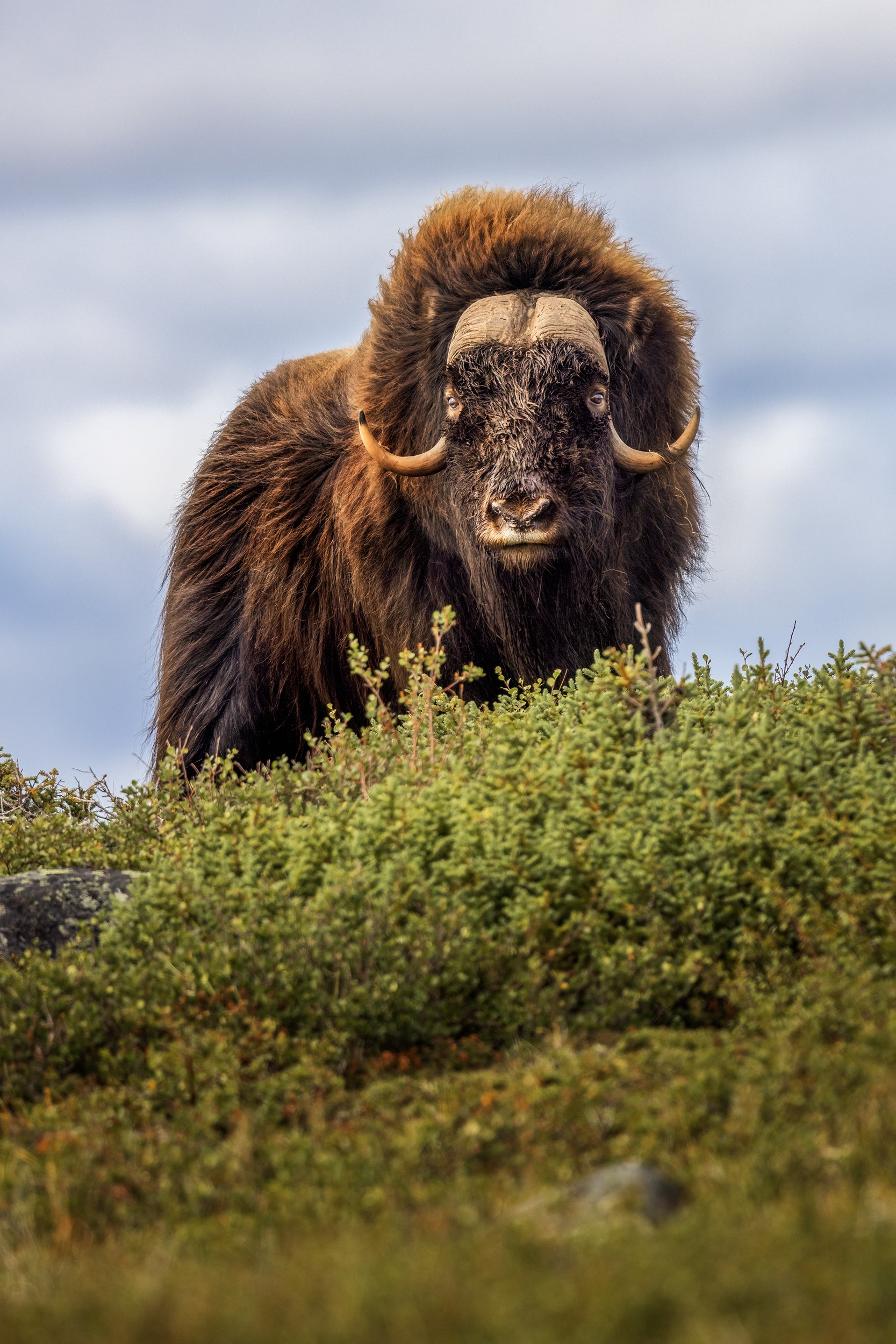 Musk Ox - Summer 089