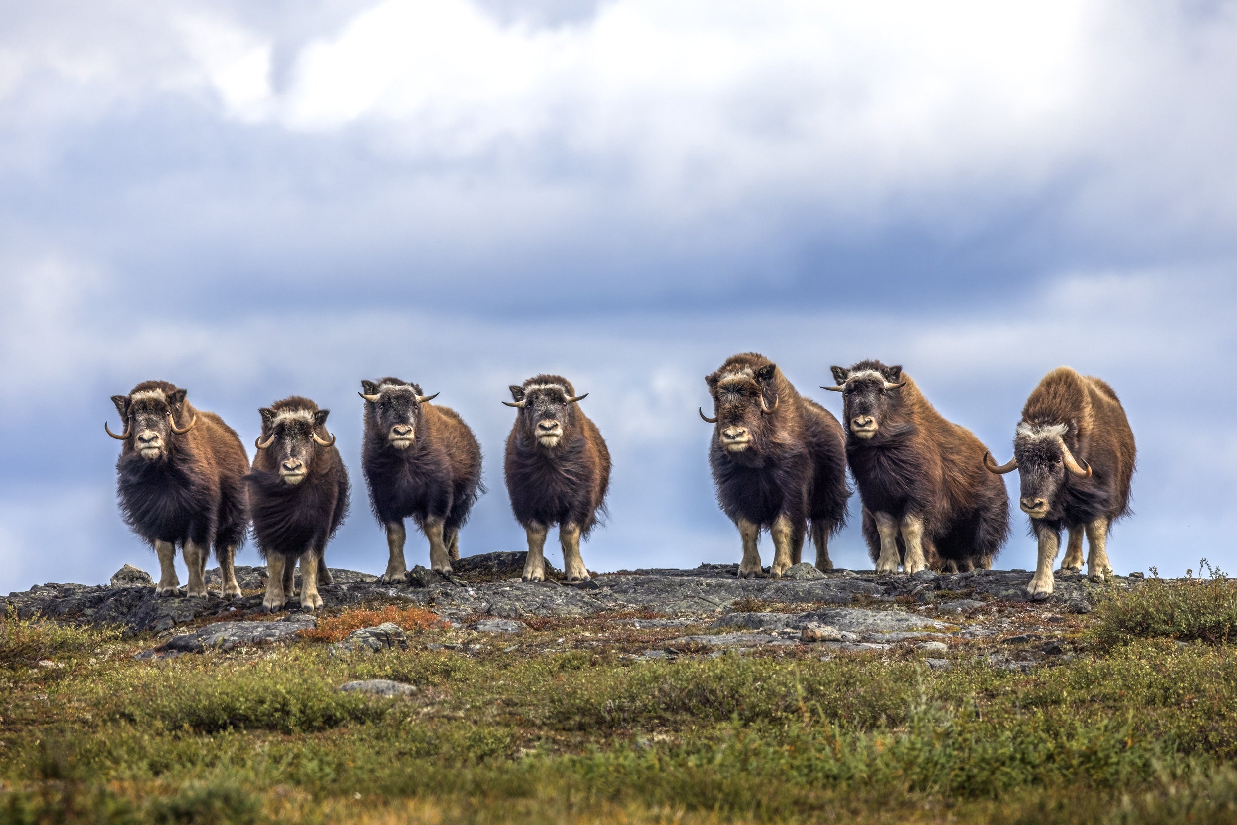 Musk Ox - Summer 092
