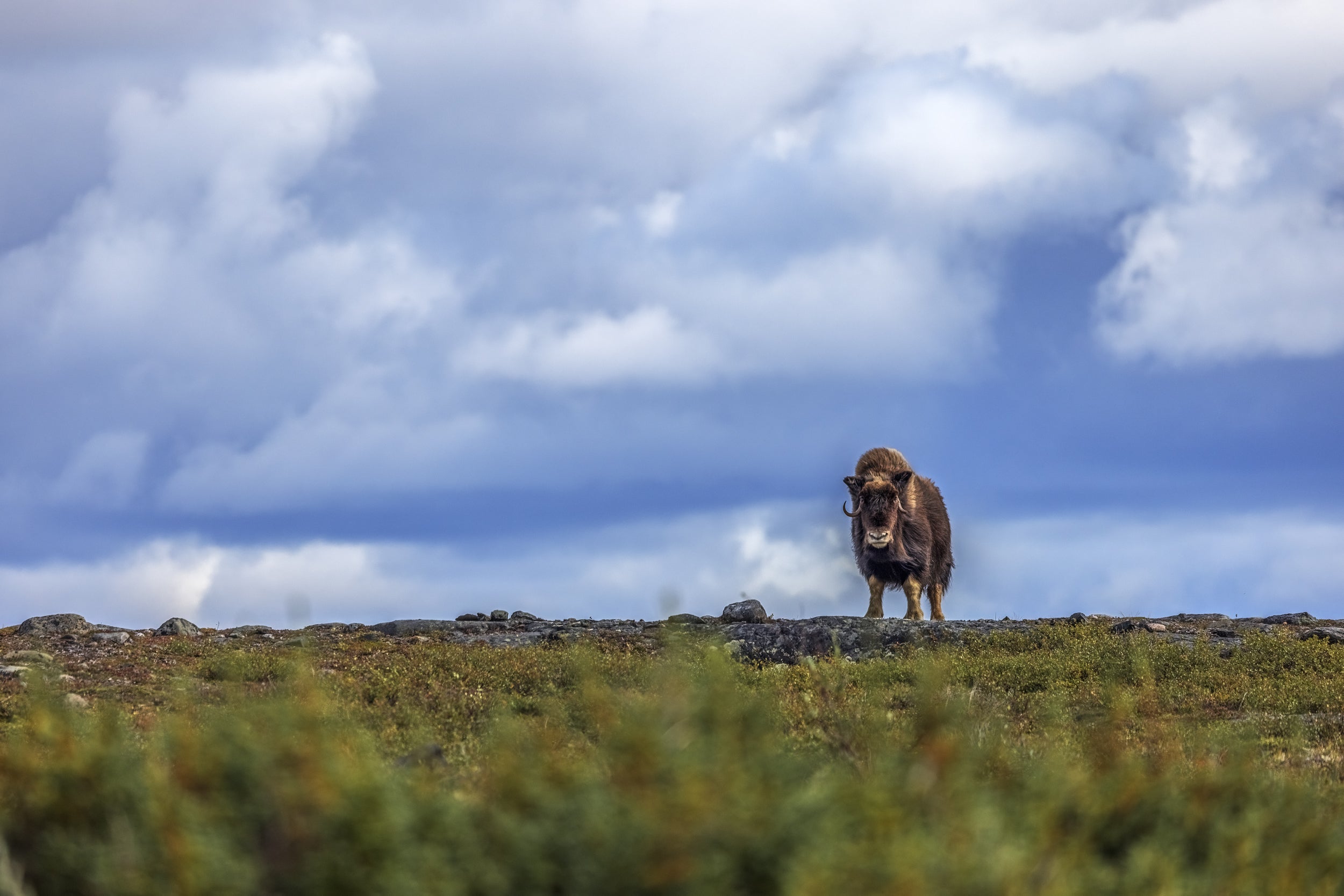 Musk Ox - Summer 094