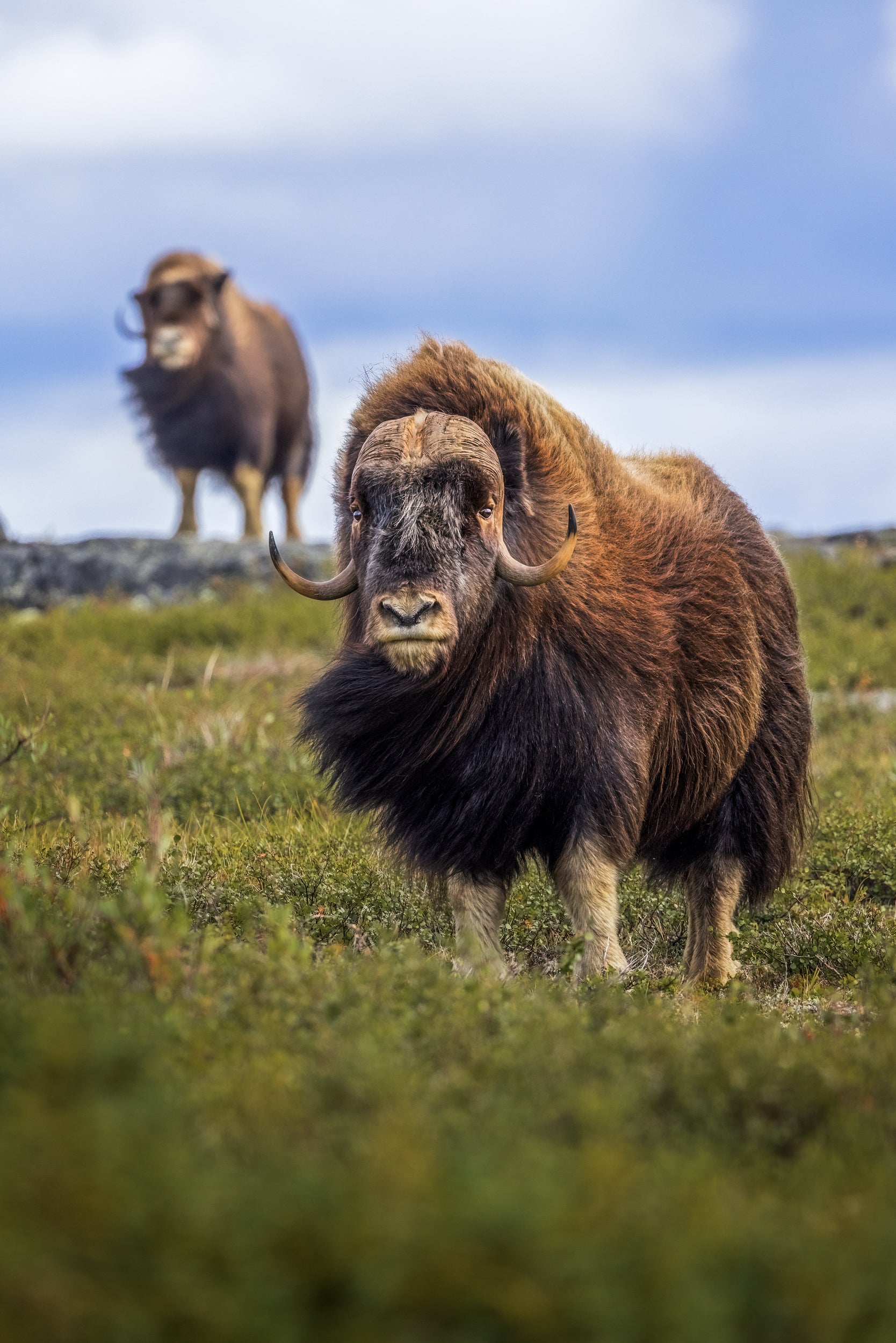 Musk Ox - Summer 095