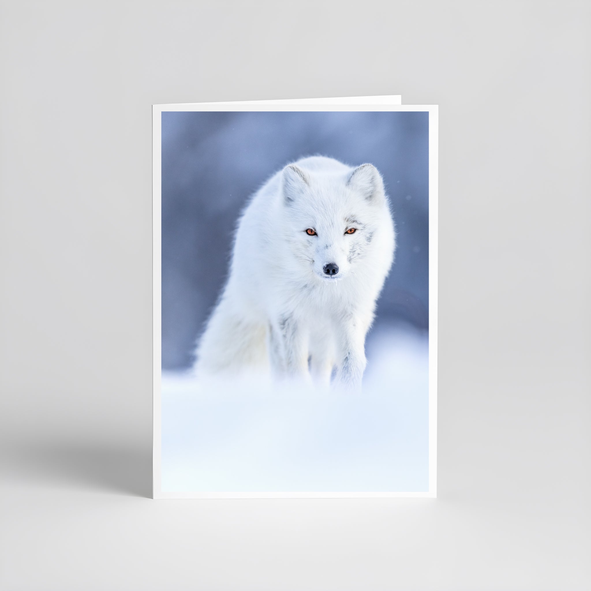 Cartes de souhaite - Renard Arctique