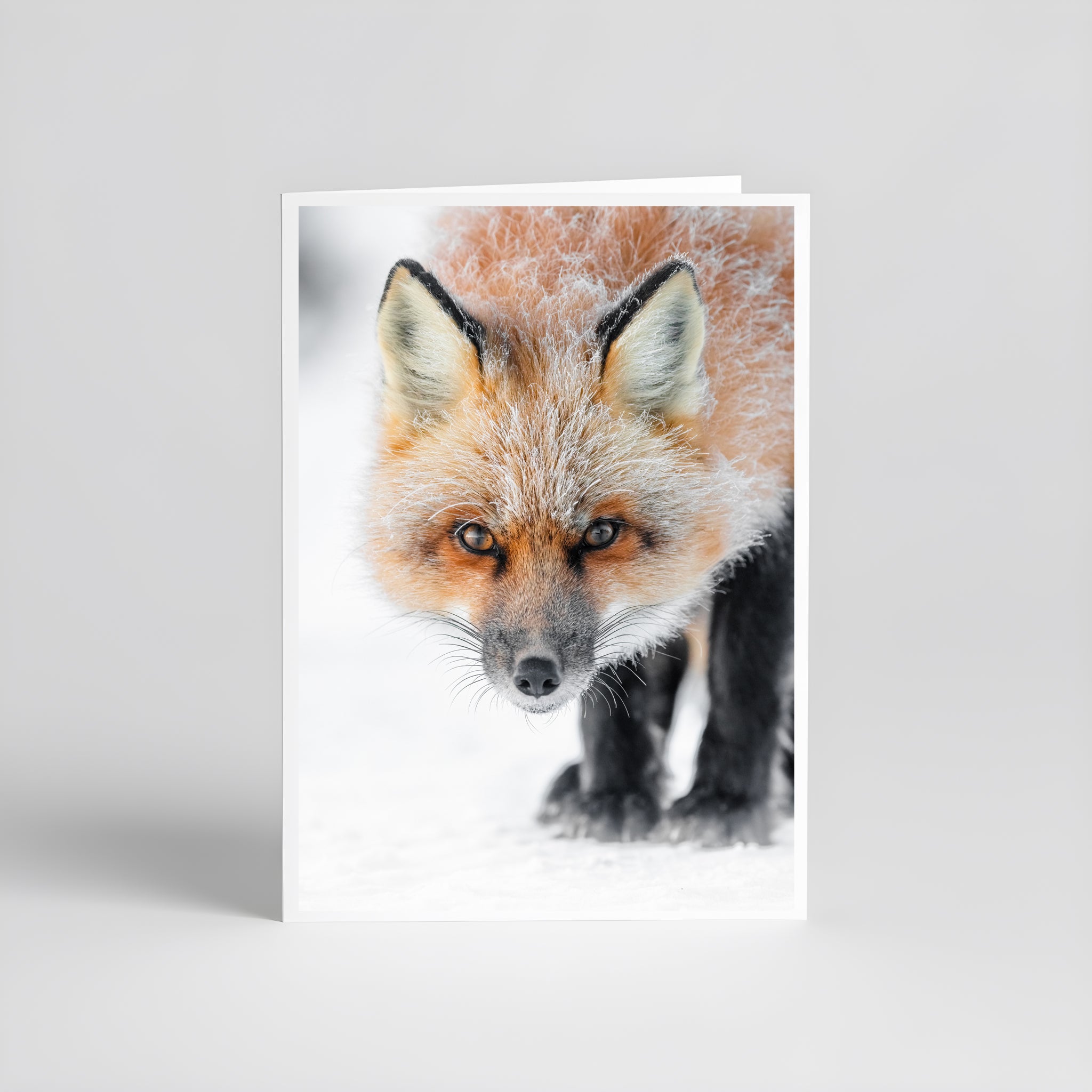 Cartes de souhaits - Renard roux hiver