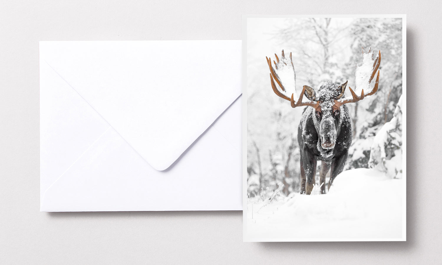 Cartes de souhaits - Orignal I