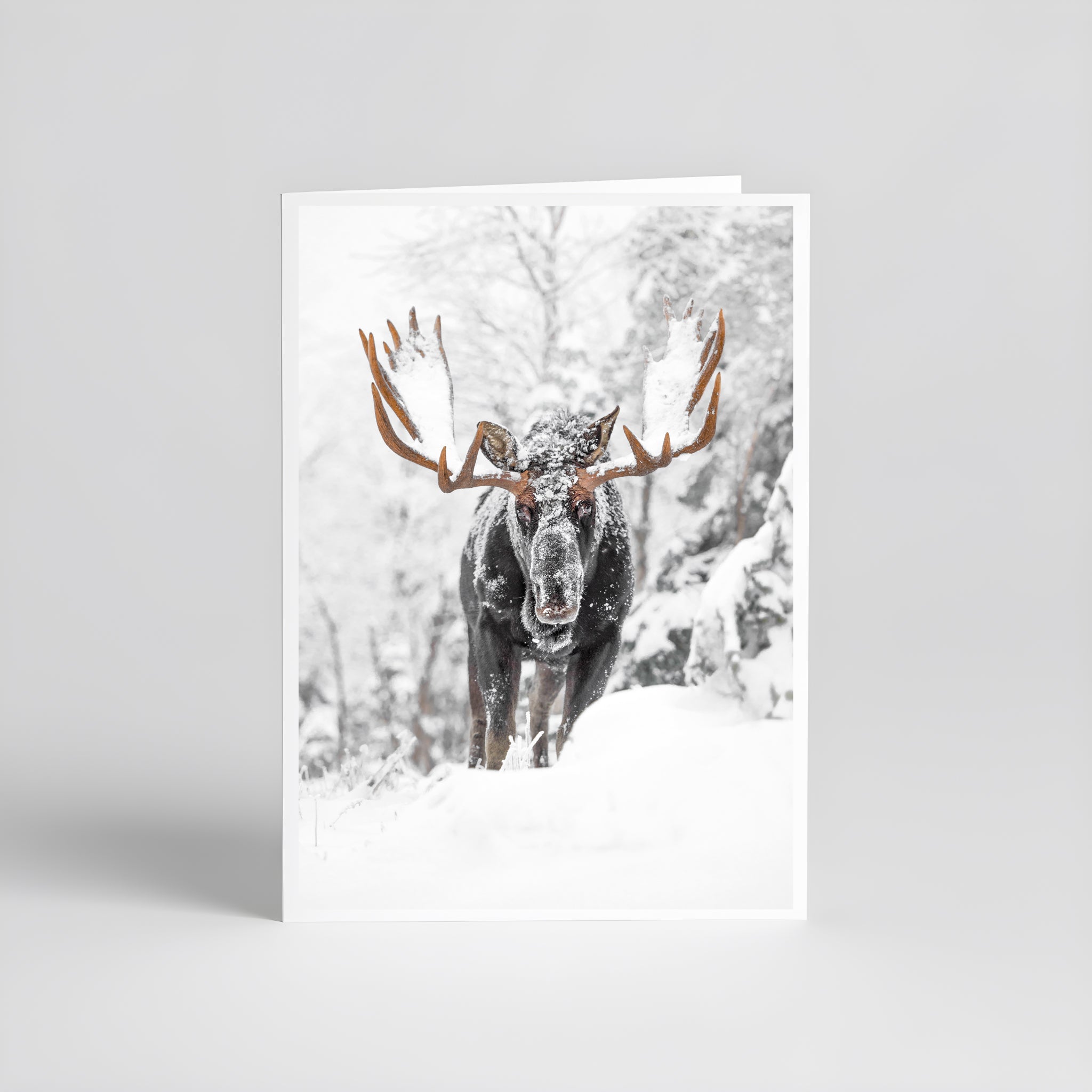 Cartes de souhaits - Orignal I