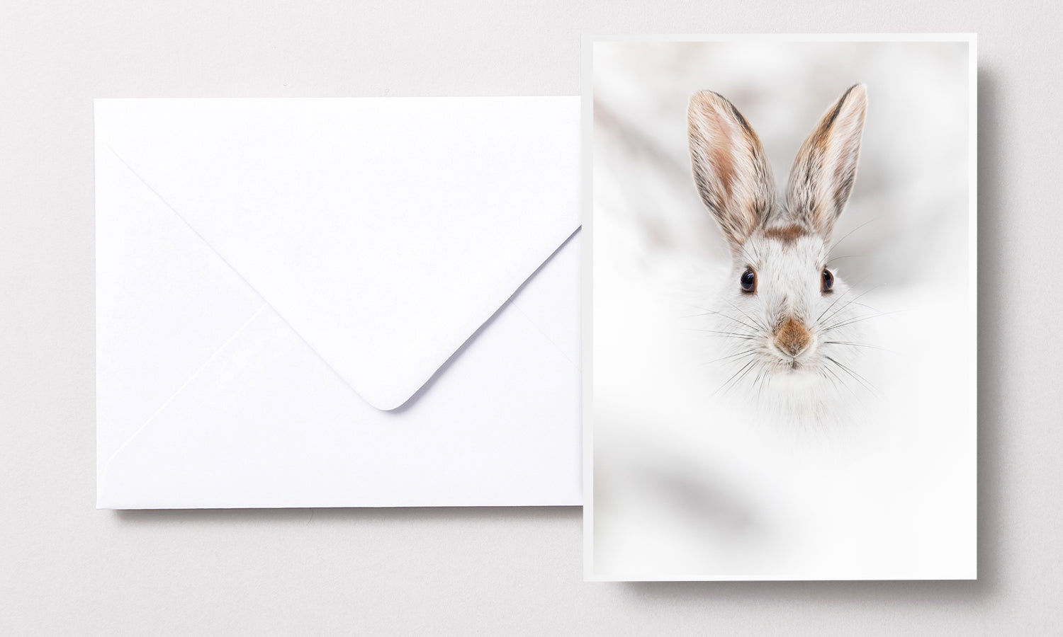 Cartes de souhaits - Lièvre