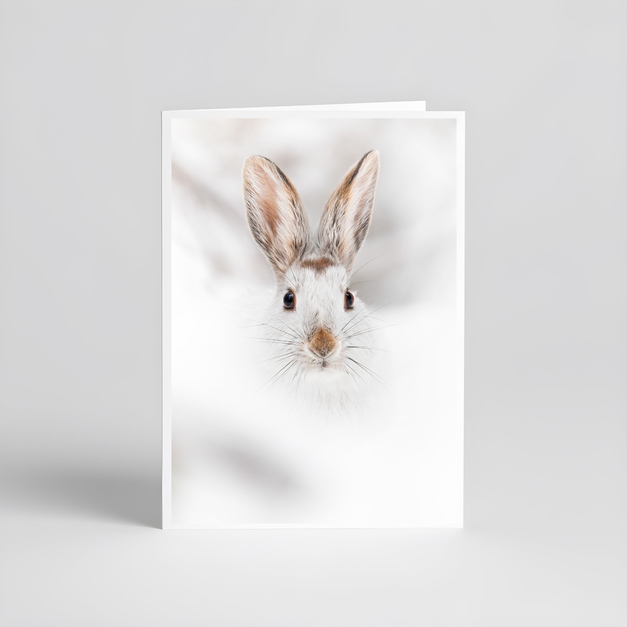 Cartes de souhaits - Lièvre