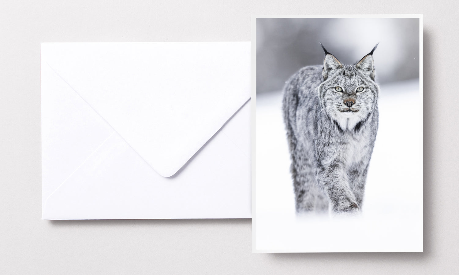 Cartes de souhaits - Lynx solo