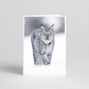 Cartes de souhaits - Lynx solo