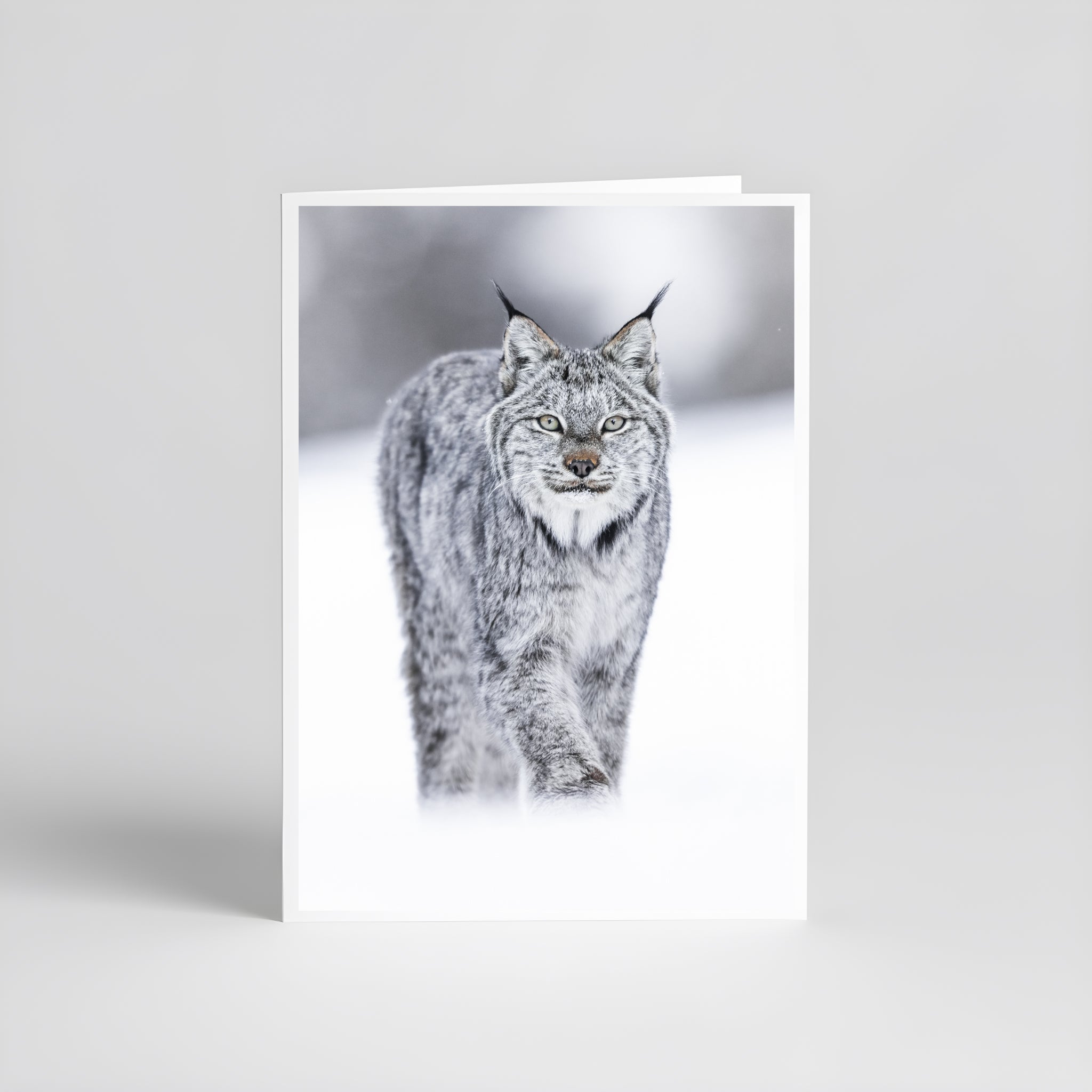 Cartes de souhaits - Lynx solo