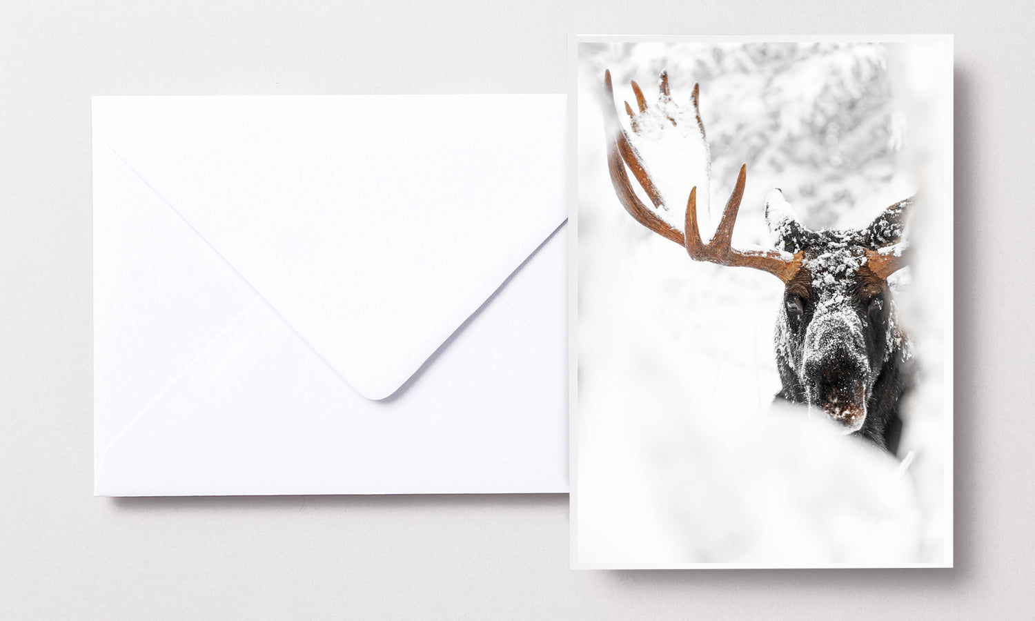 Cartes de souhaits - Orignal II