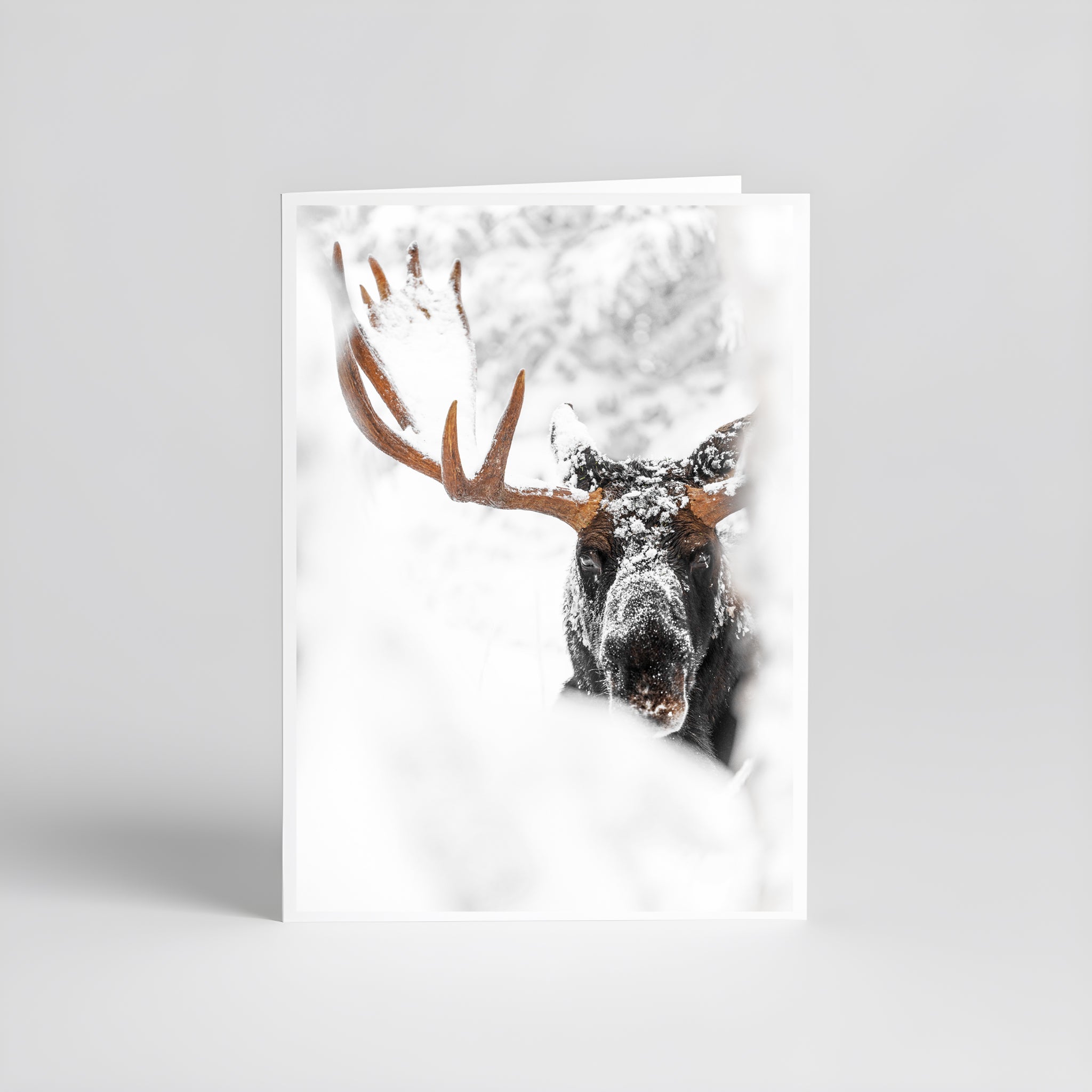 Cartes de souhaits - Orignal II