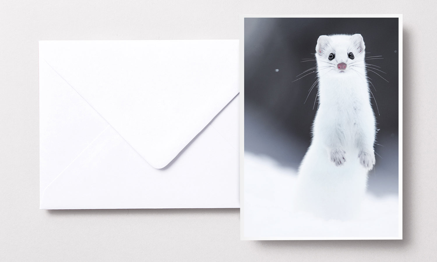 Cartes de souhaits - Hermine