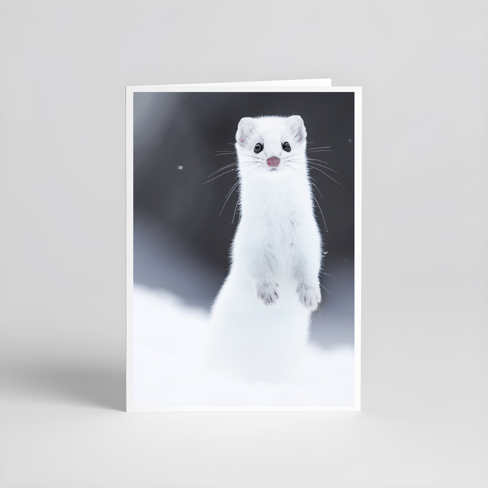 Cartes de souhaits - Hermine