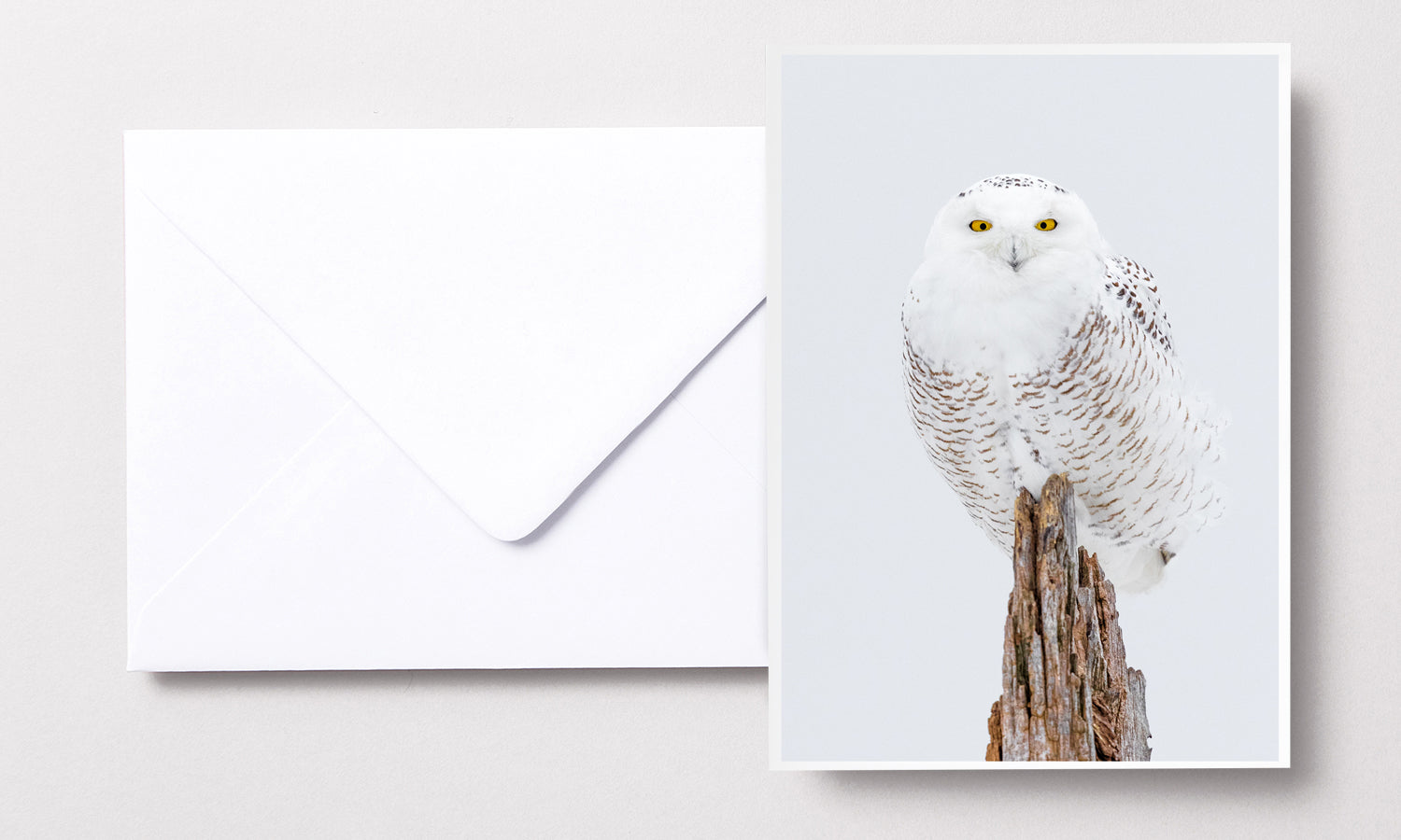 Cartes de souhaits - Harfang