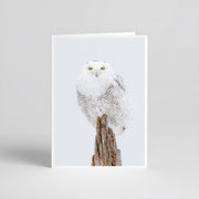 Cartes de souhaits - Harfang