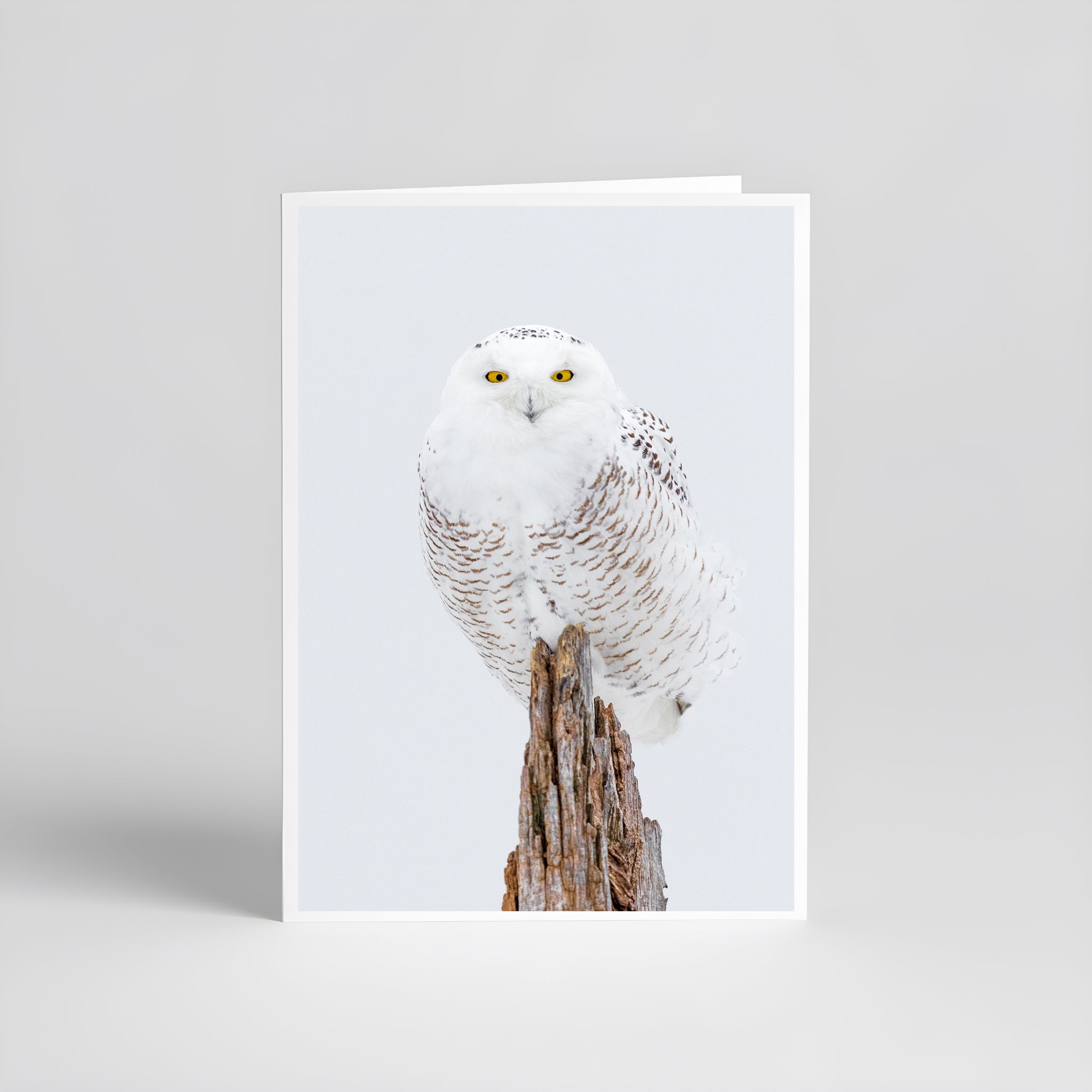 Cartes de souhaits - Harfang