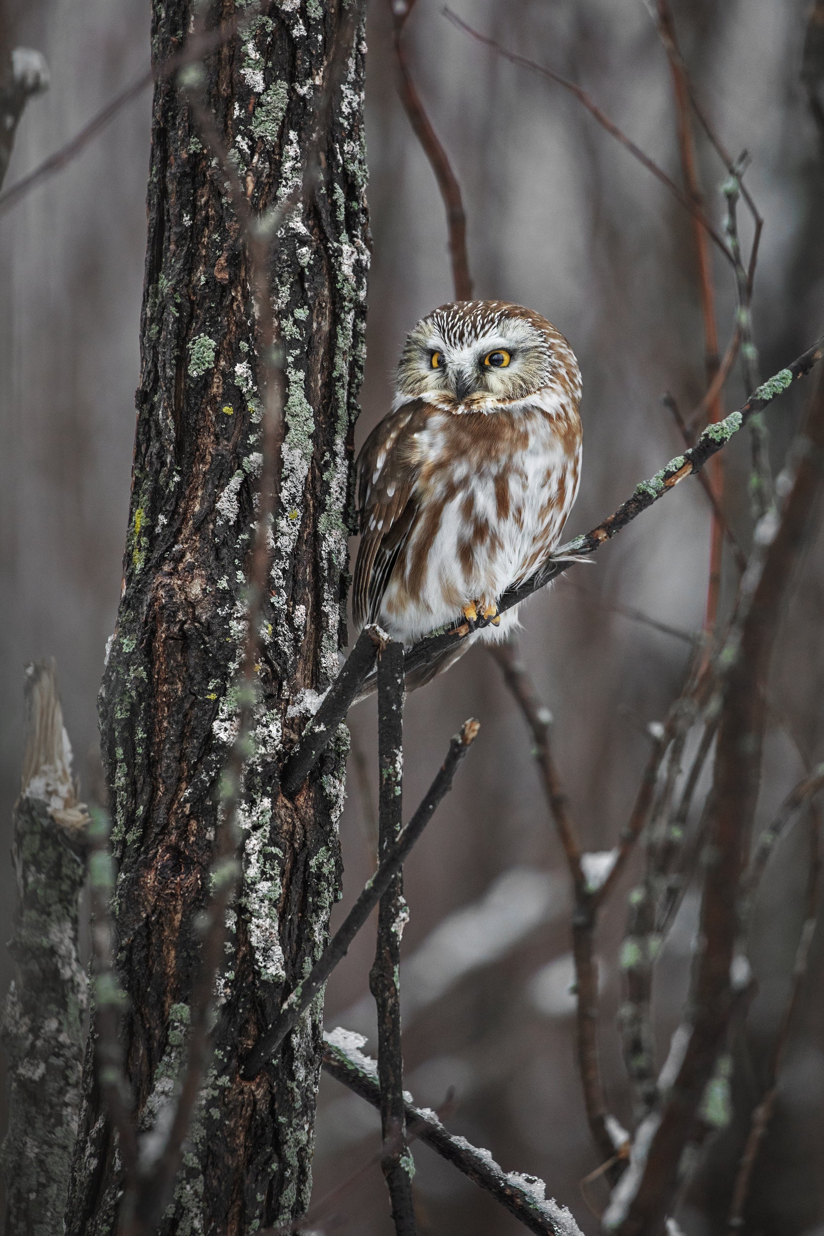 Northern Saw-whet Owl 001